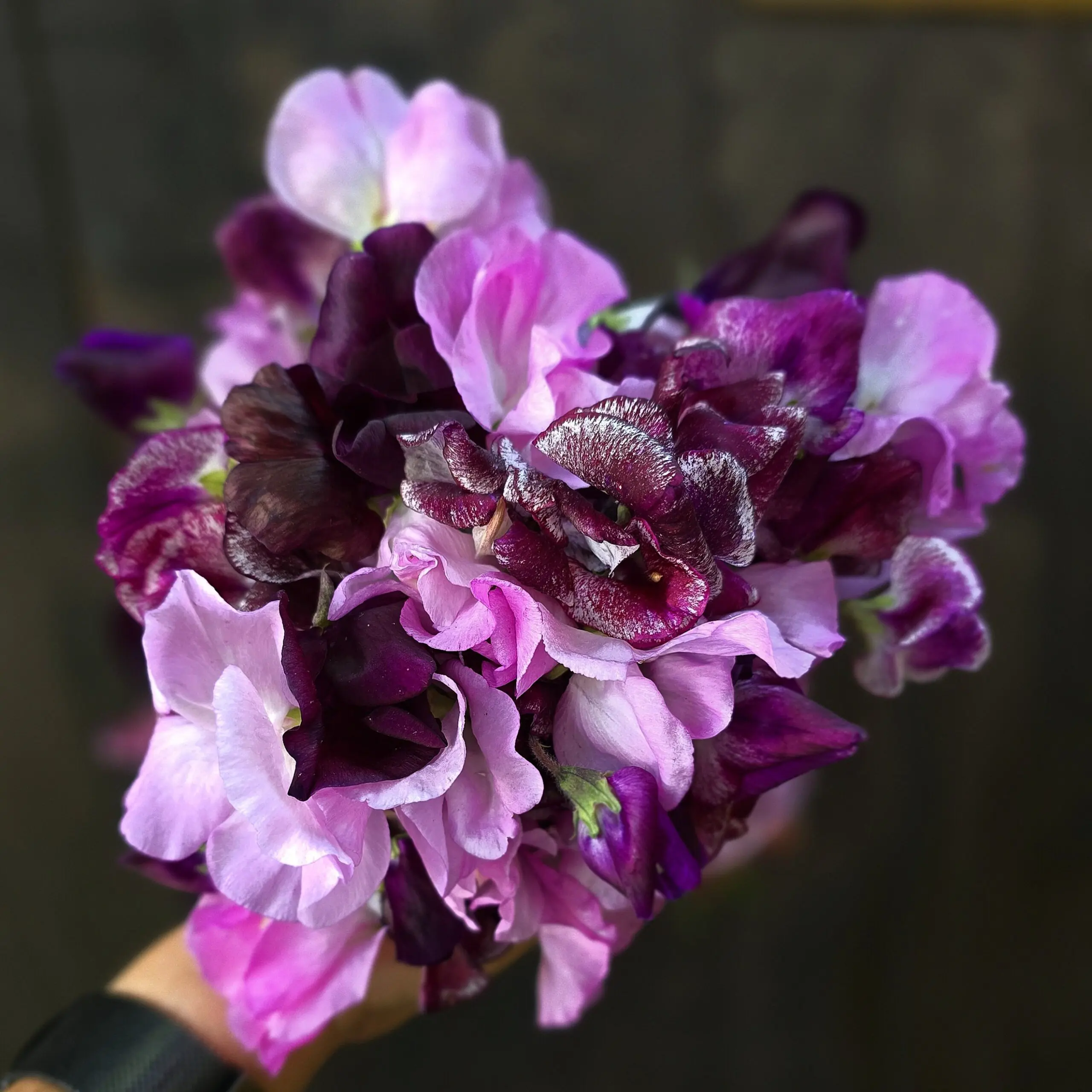 Groszek pachnący Soft Burgundy Mix (Holland Flowers) - obrazek 2