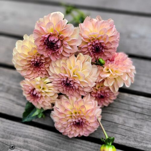 Dalie holenderskie Dekoracyjne małe kwiaty