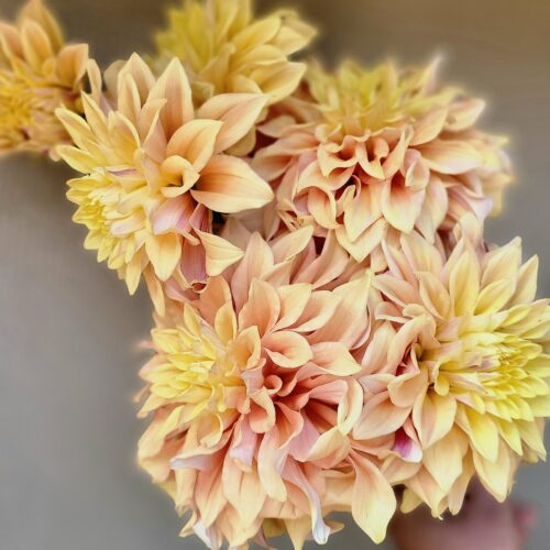 Dalie holenderskie Dekoracyjne średnie kwiaty