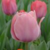 Tulipan Mystic Van Ejik 10 szt - obrazek 9