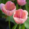 Tulipan Mystic Van Ejik 10 szt - obrazek 2