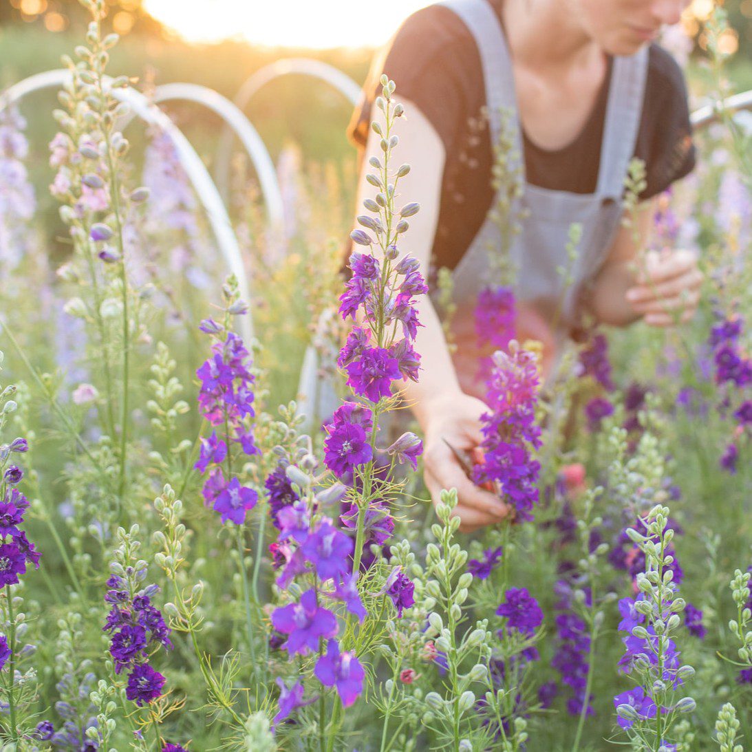 Ostróżeczka QIS Dark Blue (Loukykvet) - obrazek 4