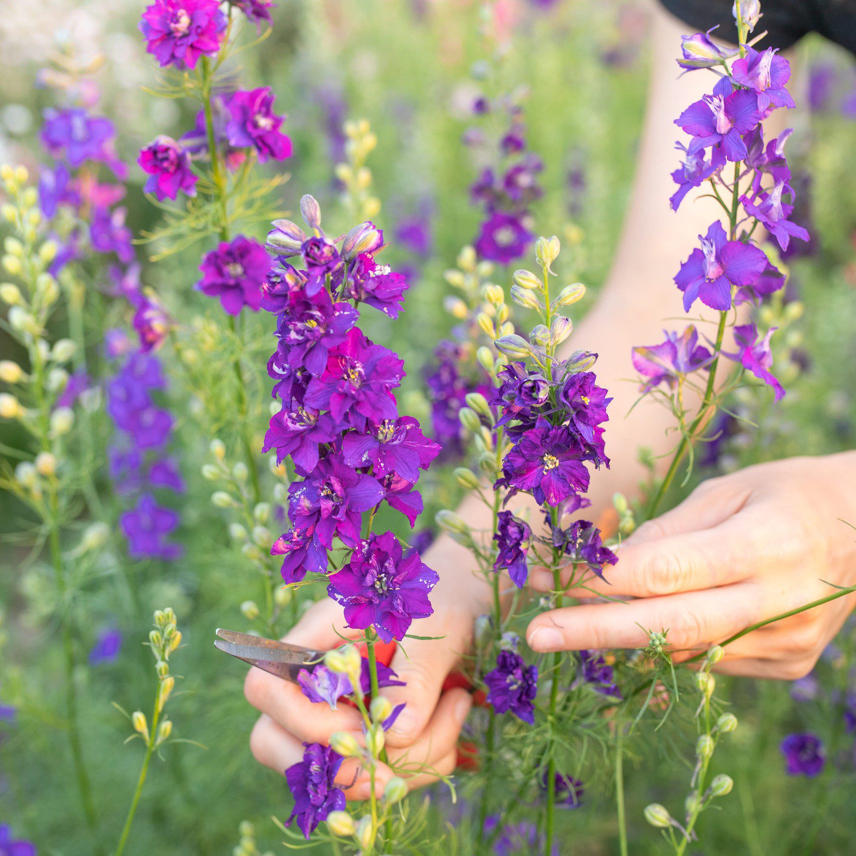 Ostróżeczka QIS Dark Blue (Loukykvet) - obrazek 3