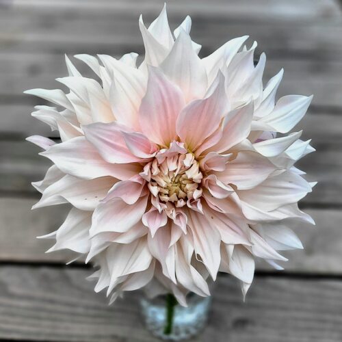 Dalie holenderskie Talerzowe