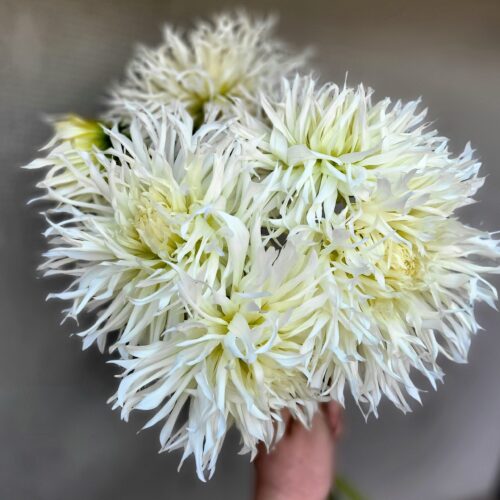 Dalie holenderskie Jeleniorożne/Kaktusowe