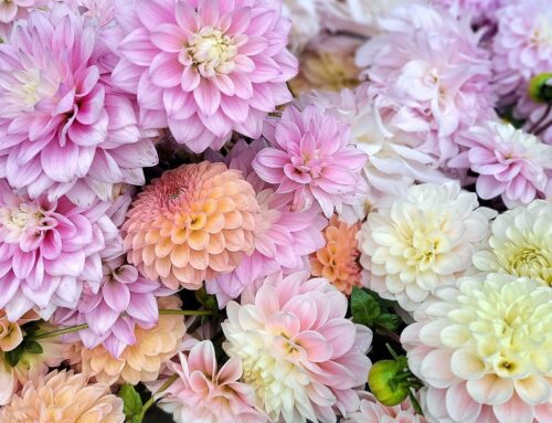 Dalie holenderskie od A-Z najpierw dostępne