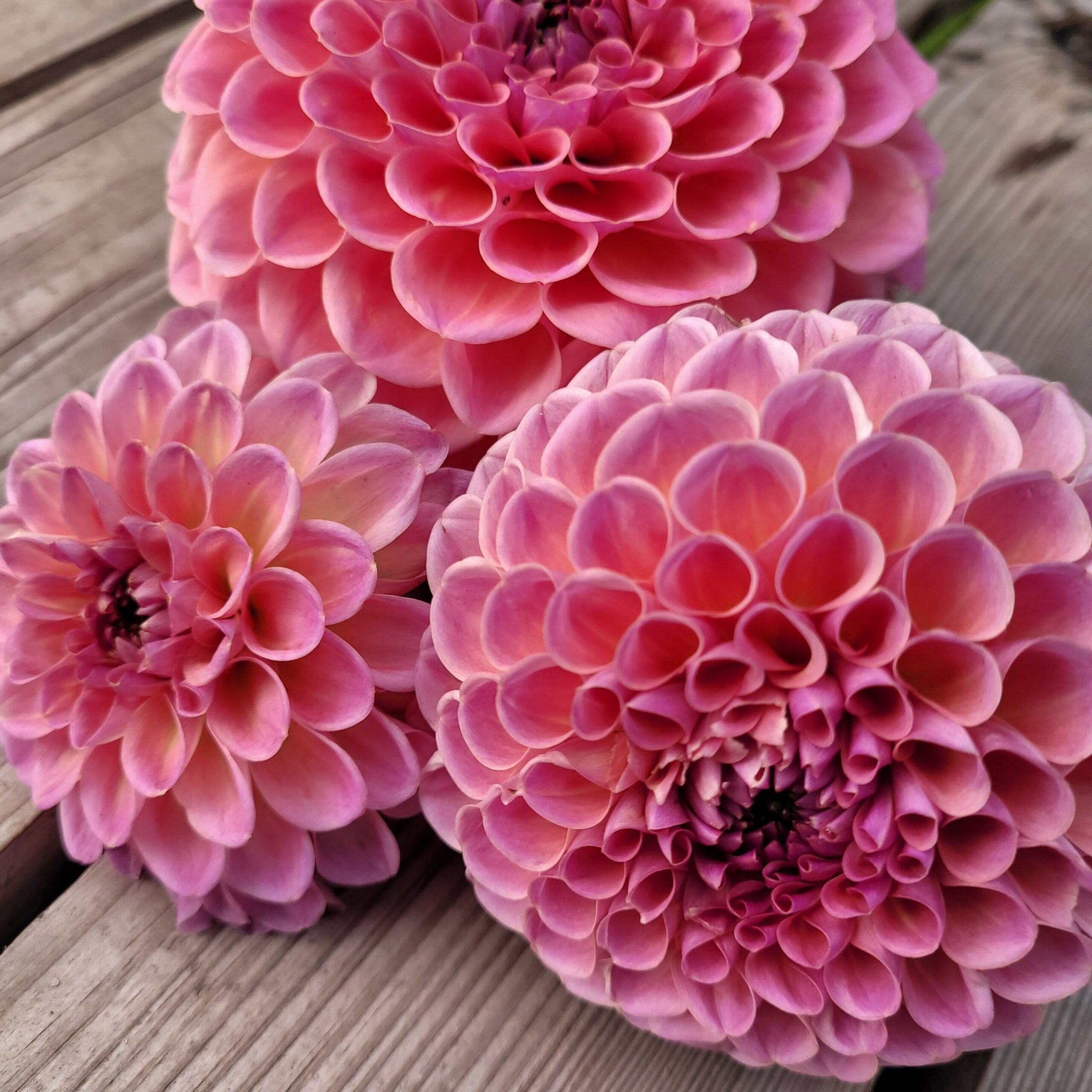 Jowey Winnie - obrazek 4