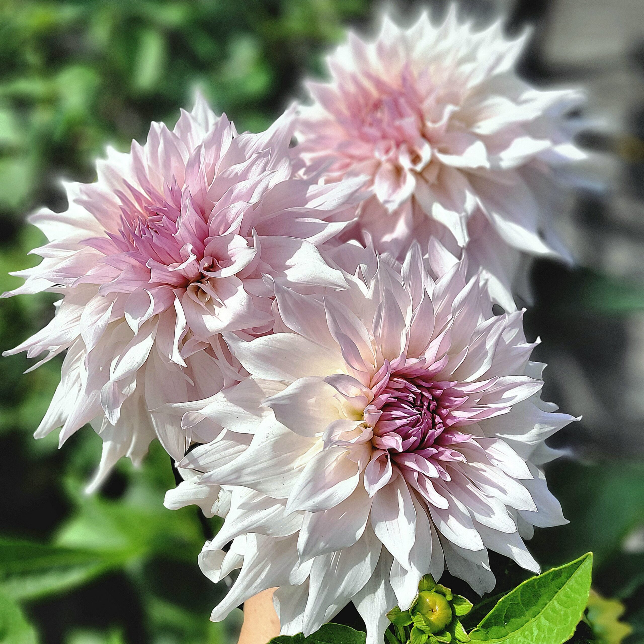 Shiloh Noelle - obrazek 3