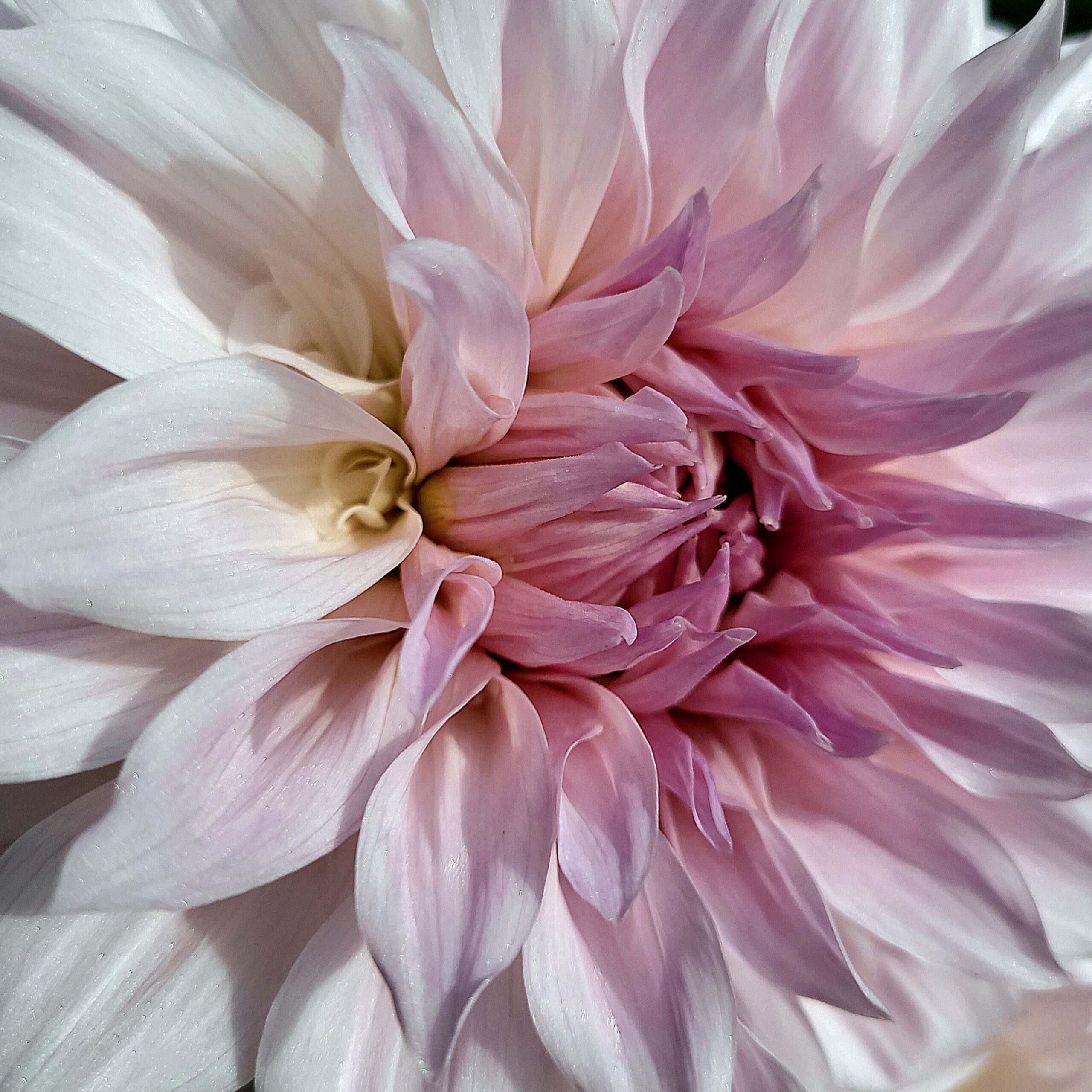 Shiloh Noelle - obrazek 4