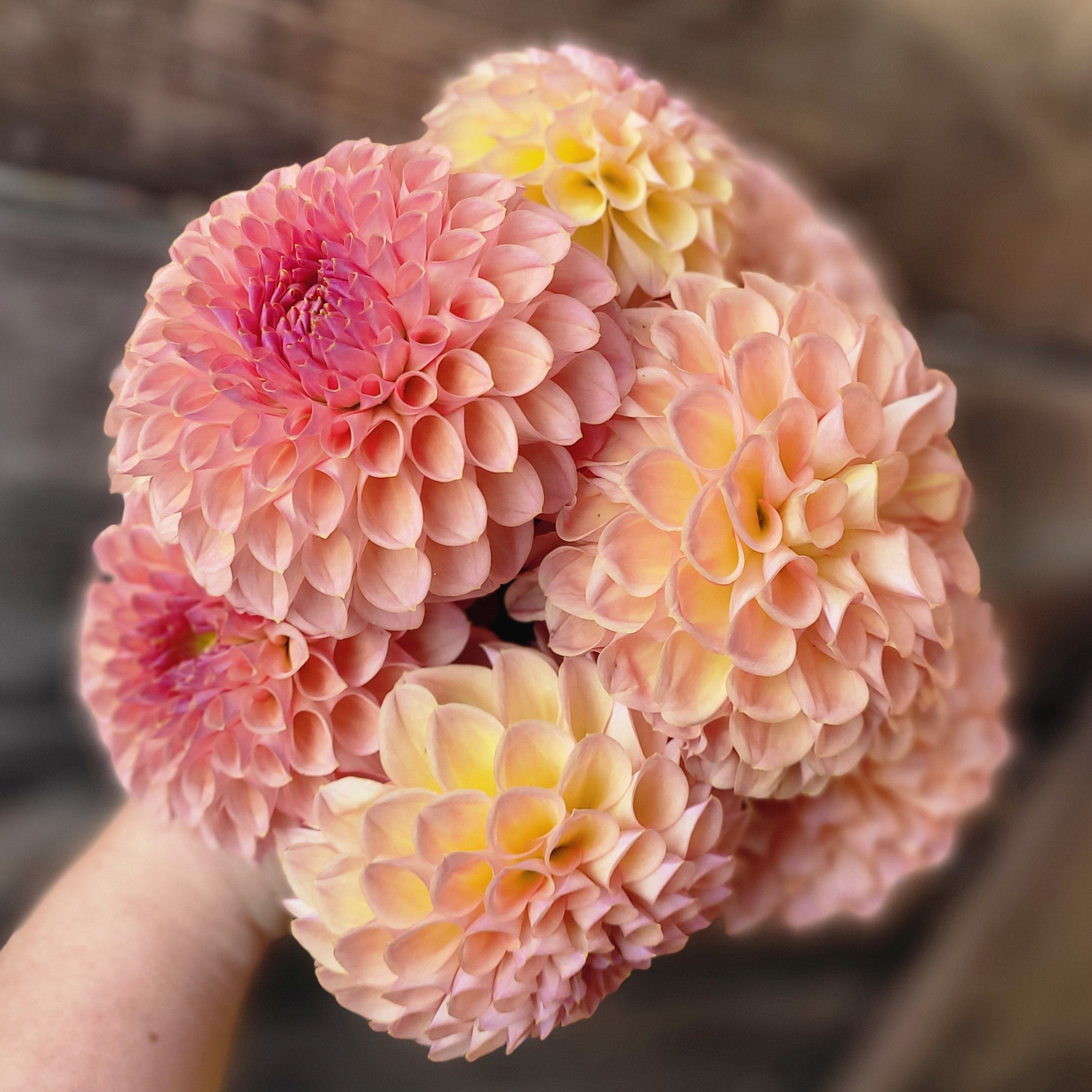 Jowey Winnie - obrazek 5