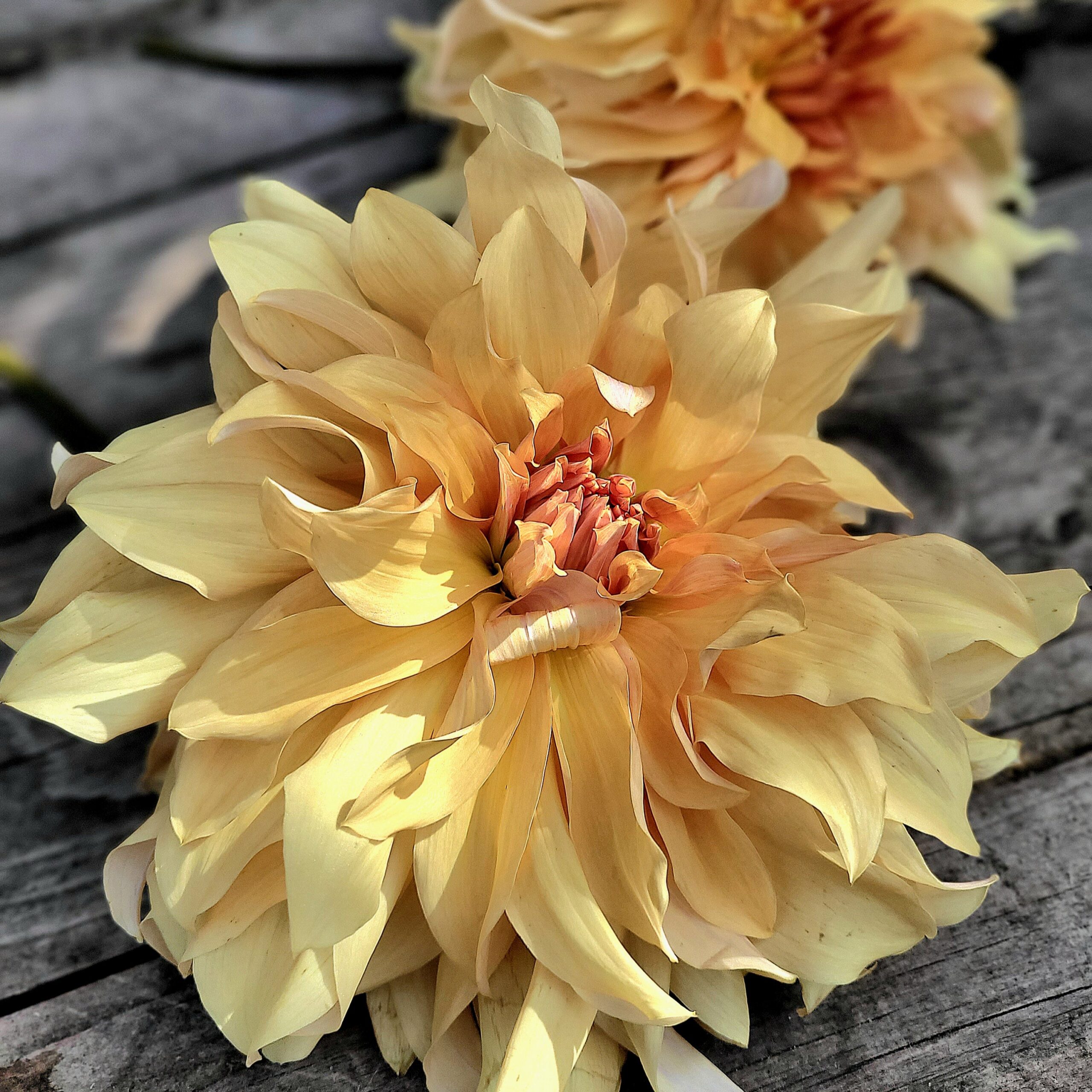 Big Brother - obrazek 3