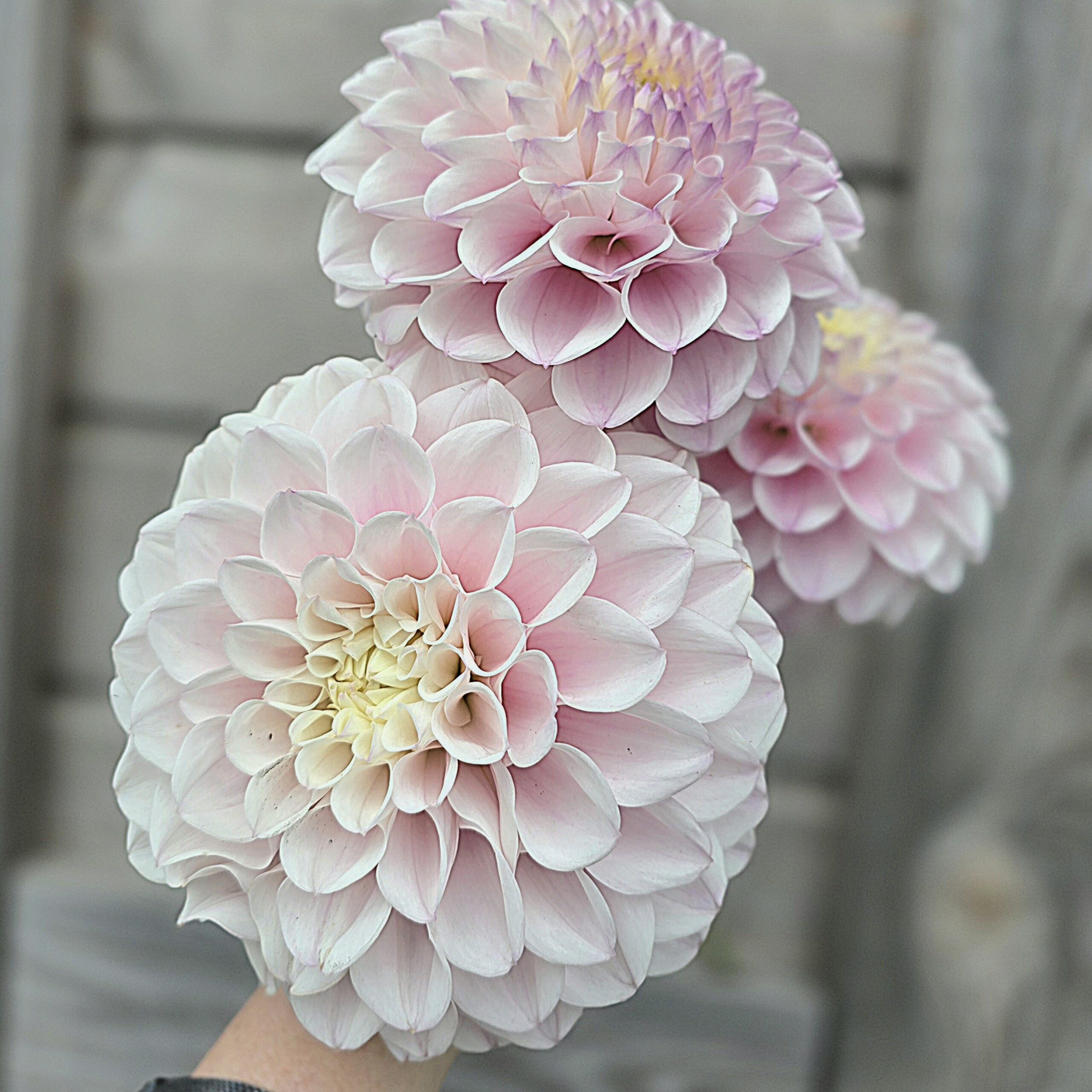 Pink Pearl - obrazek 4