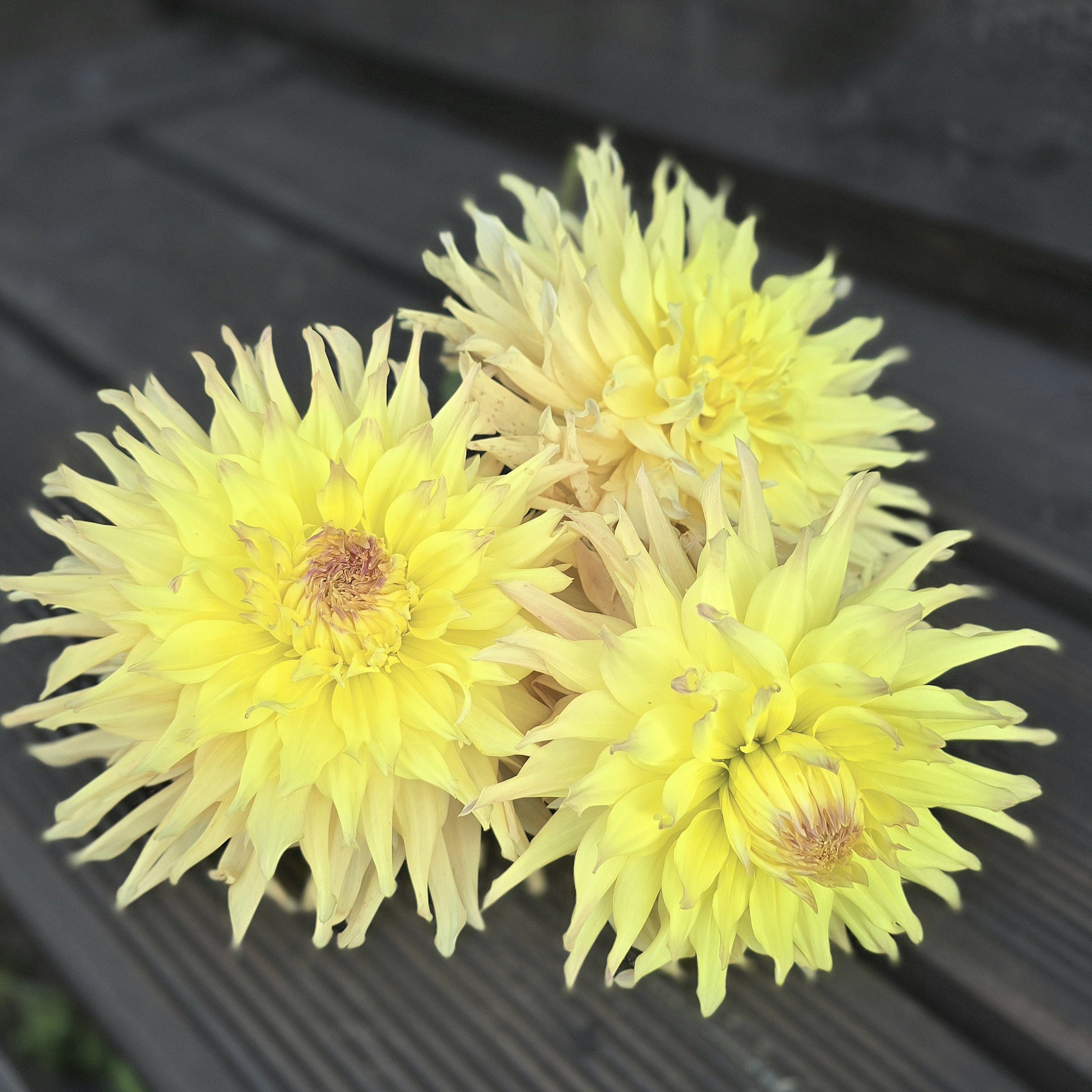 Mingus Joshua - obrazek 3