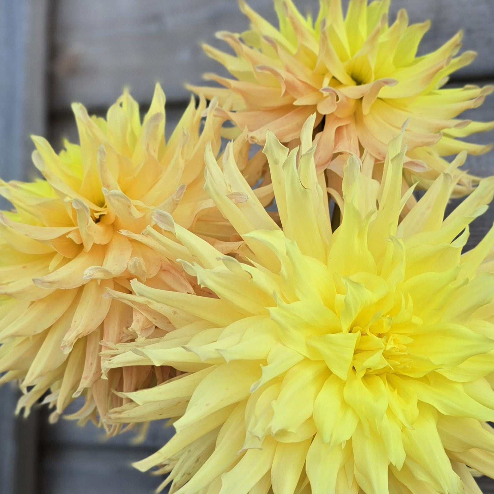 Mingus Joshua - obrazek 6