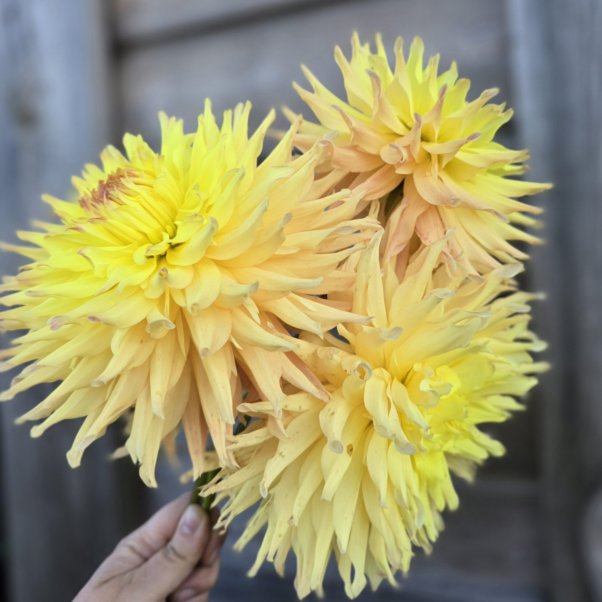 Mingus Joshua - obrazek 4