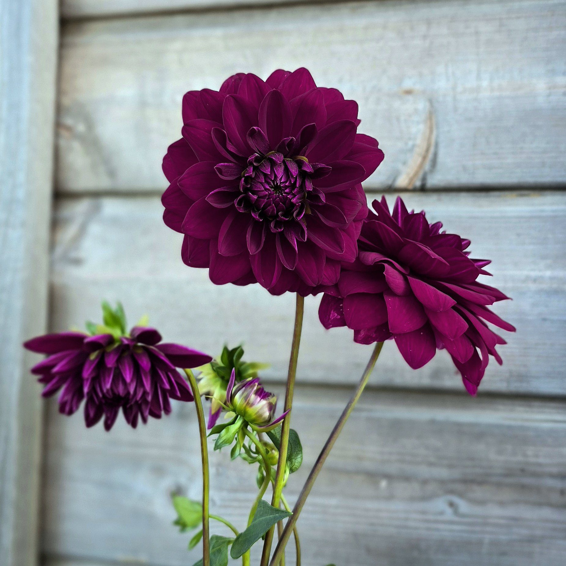 Arabian Night - obrazek 3