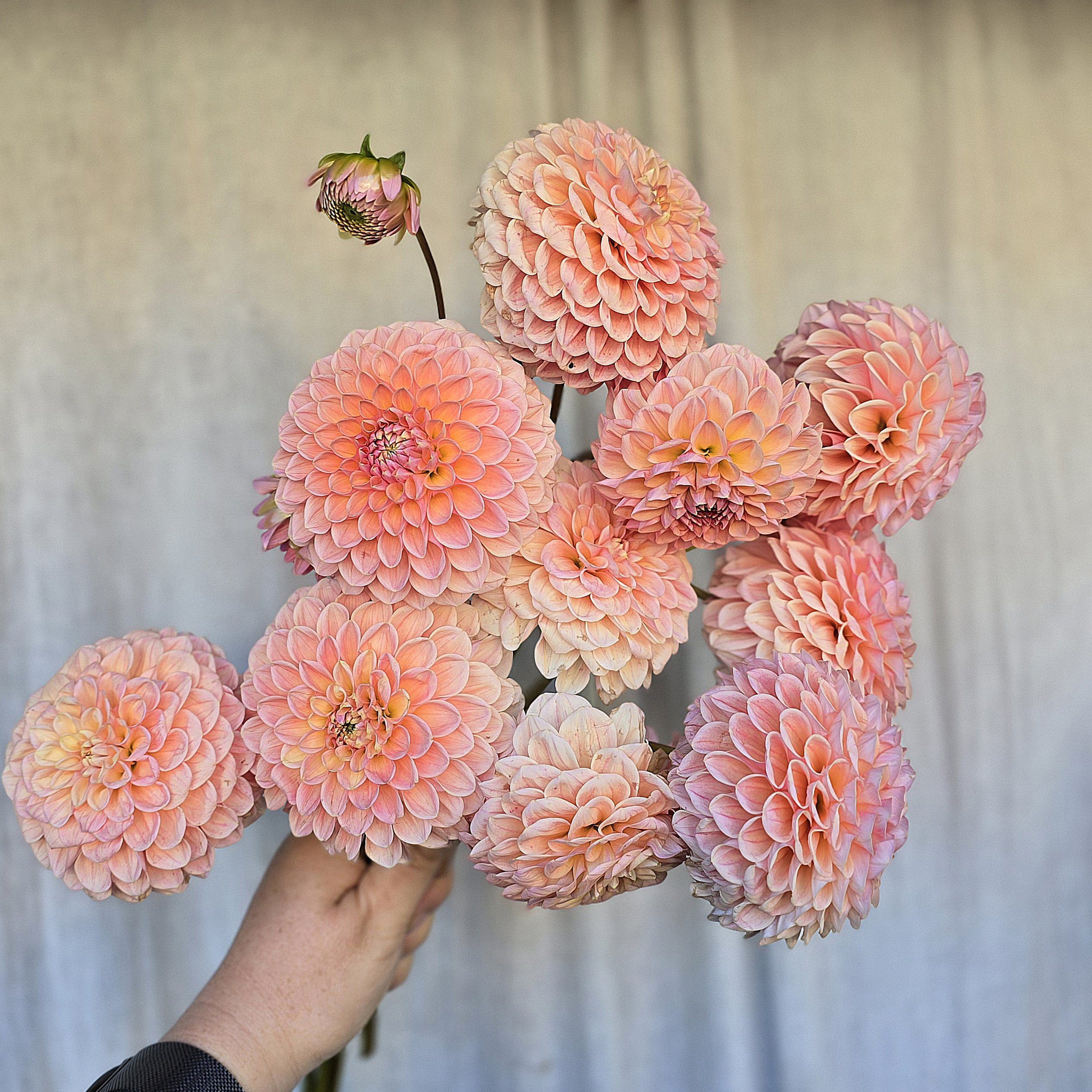 Nathalie G - obrazek 3