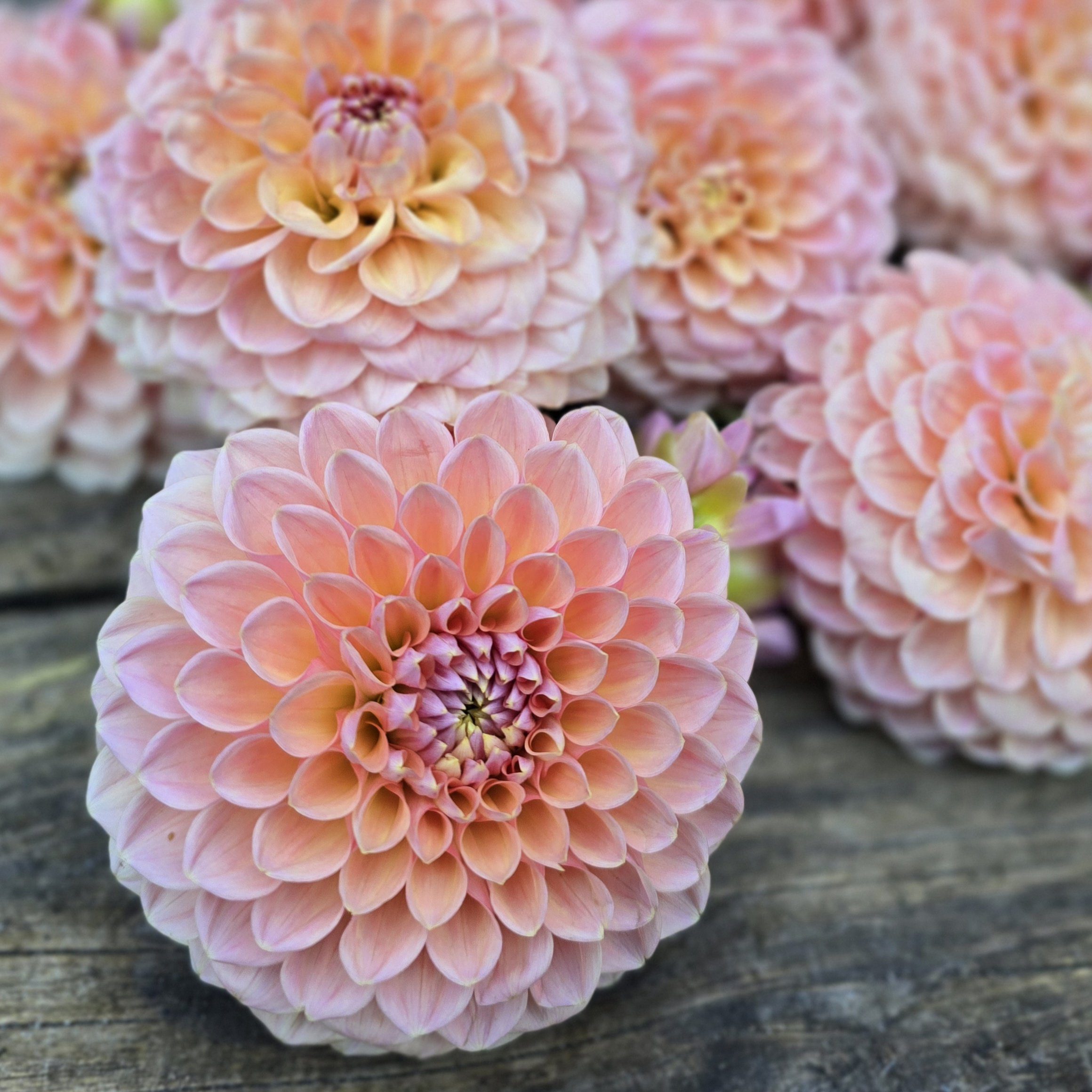 Nathalie G - obrazek 7