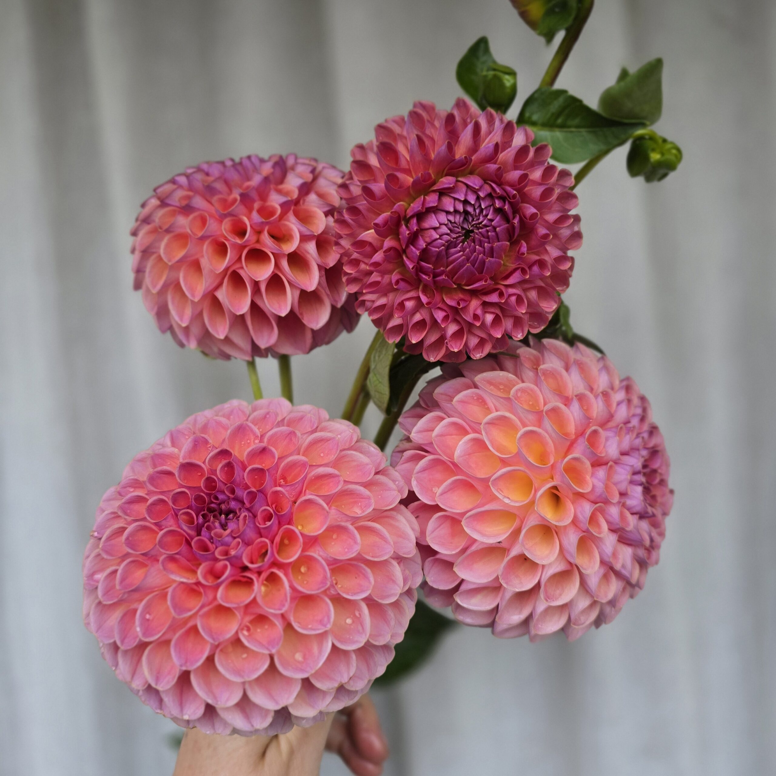 Jowey Winnie - obrazek 3