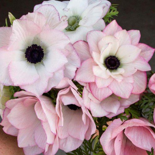 Zawilce włoskie Mistral ® Edge - 20 sztuk - obrazek 3