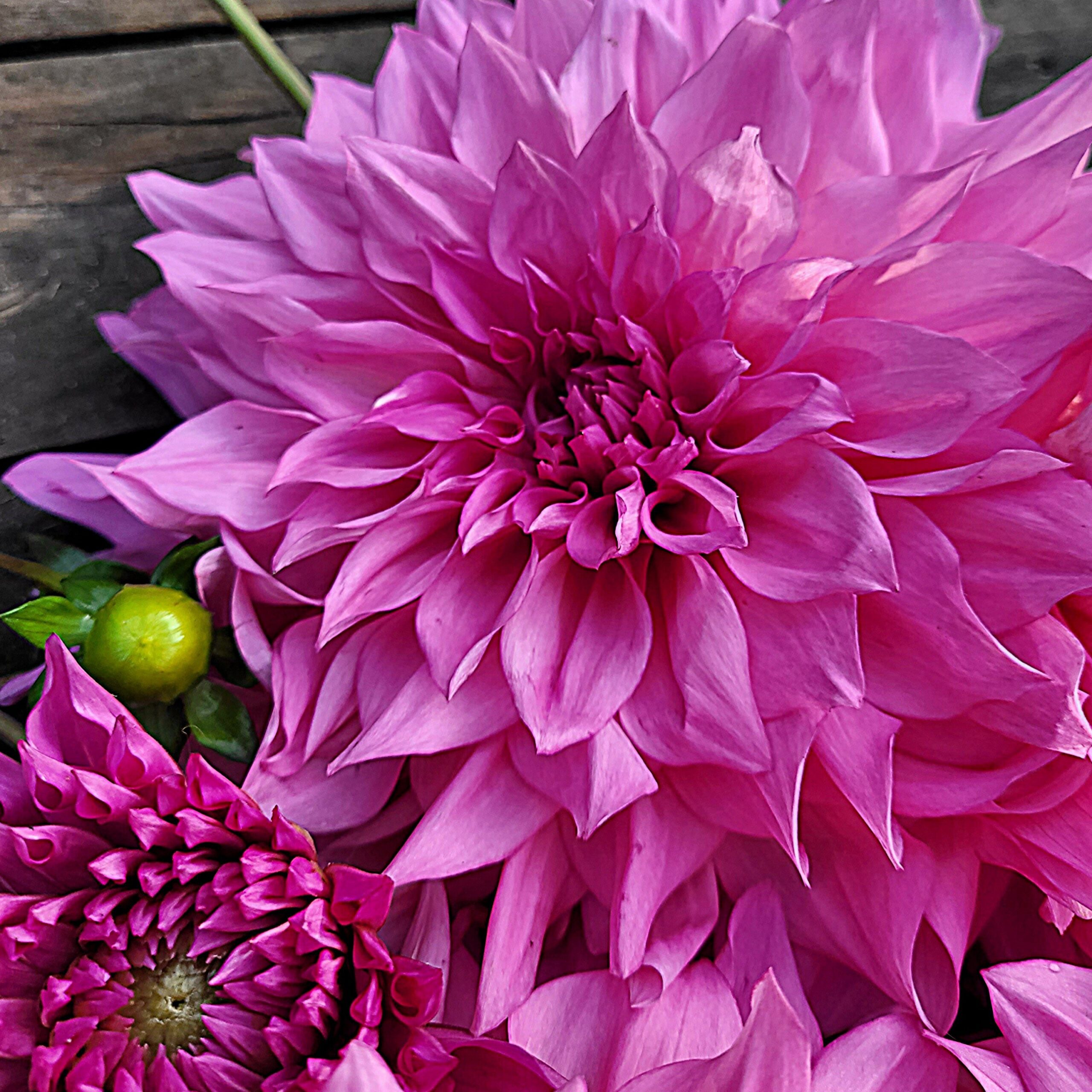 Cafe au Lait Rose - obrazek 7