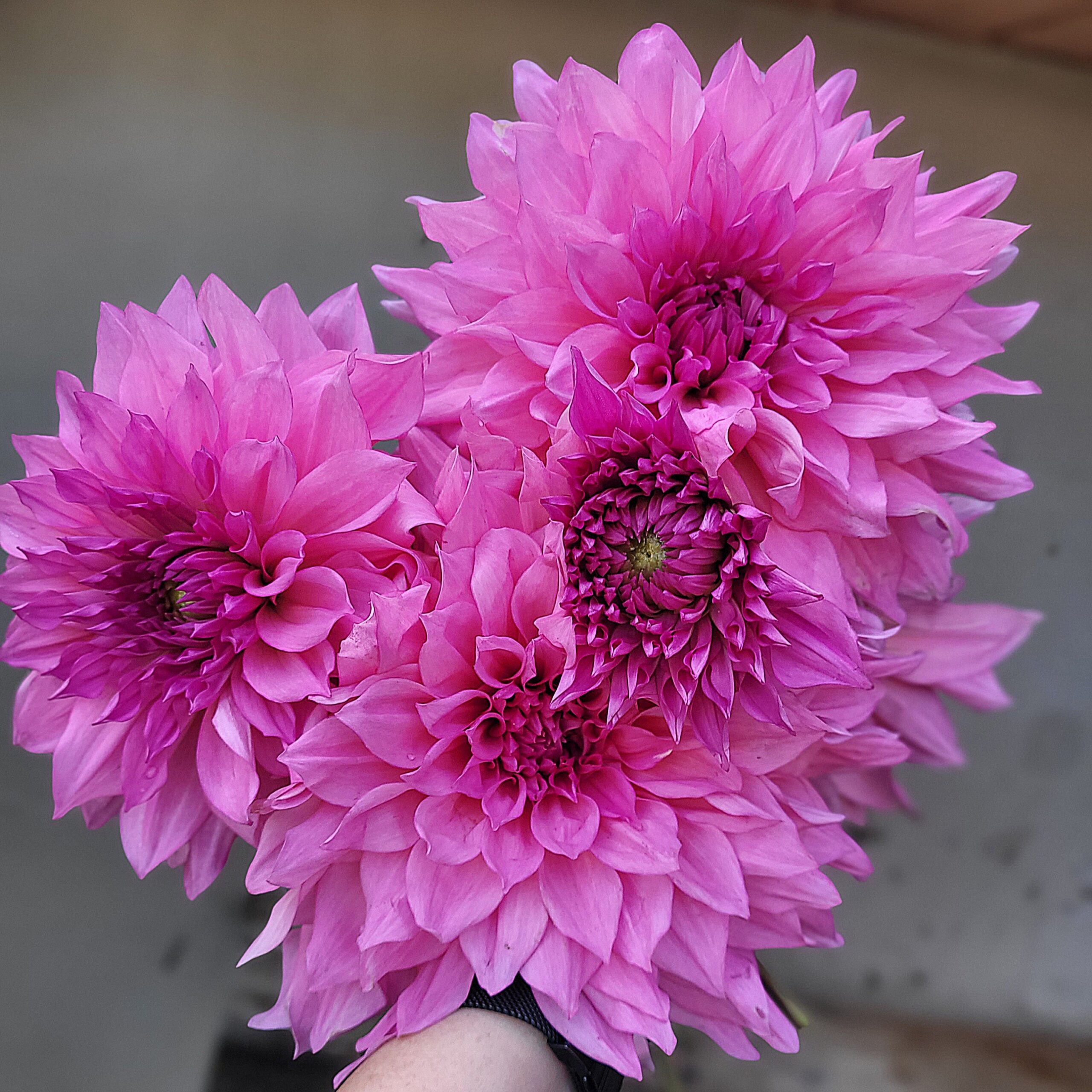 Cafe au Lait Rose - obrazek 3