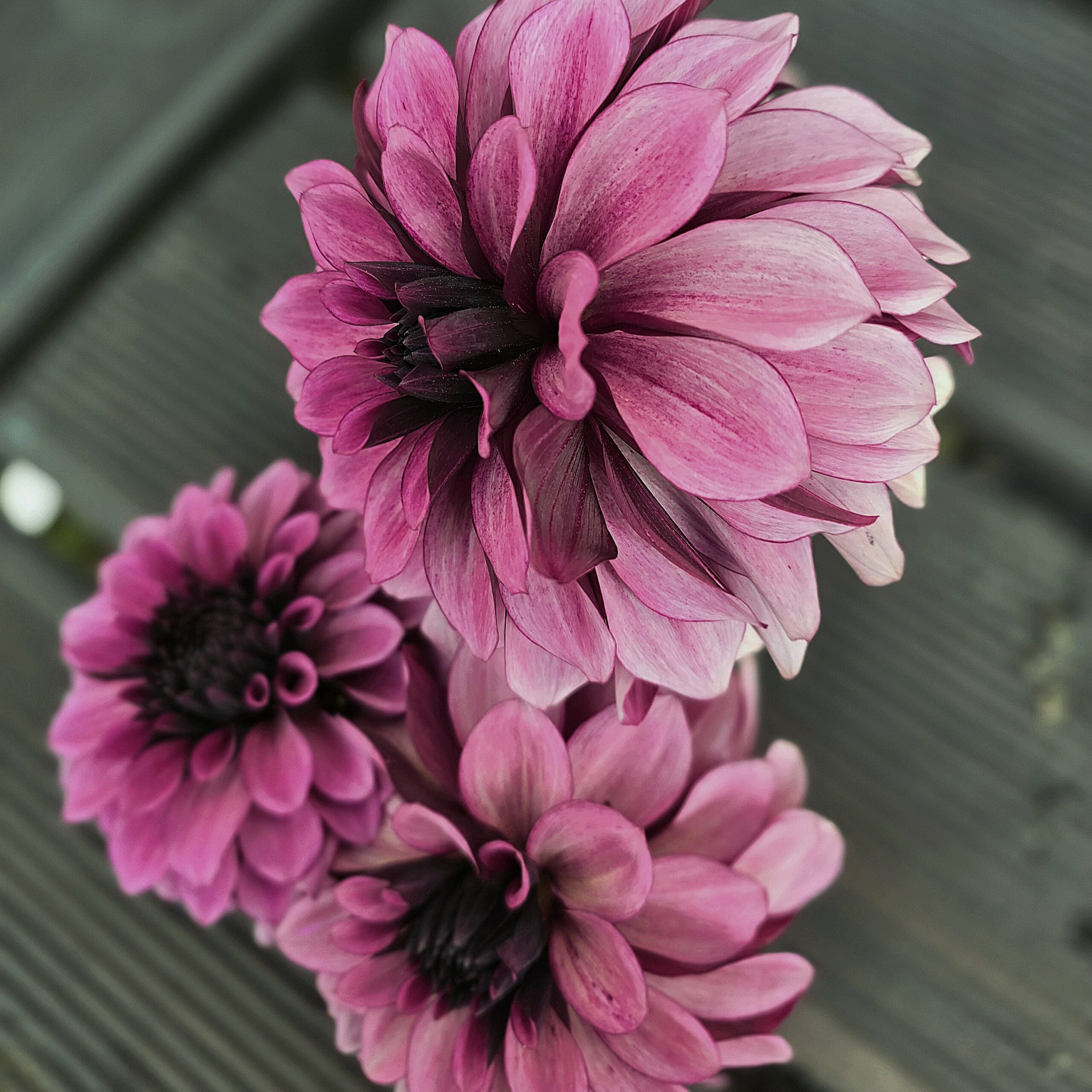 Night Silence - obrazek 3