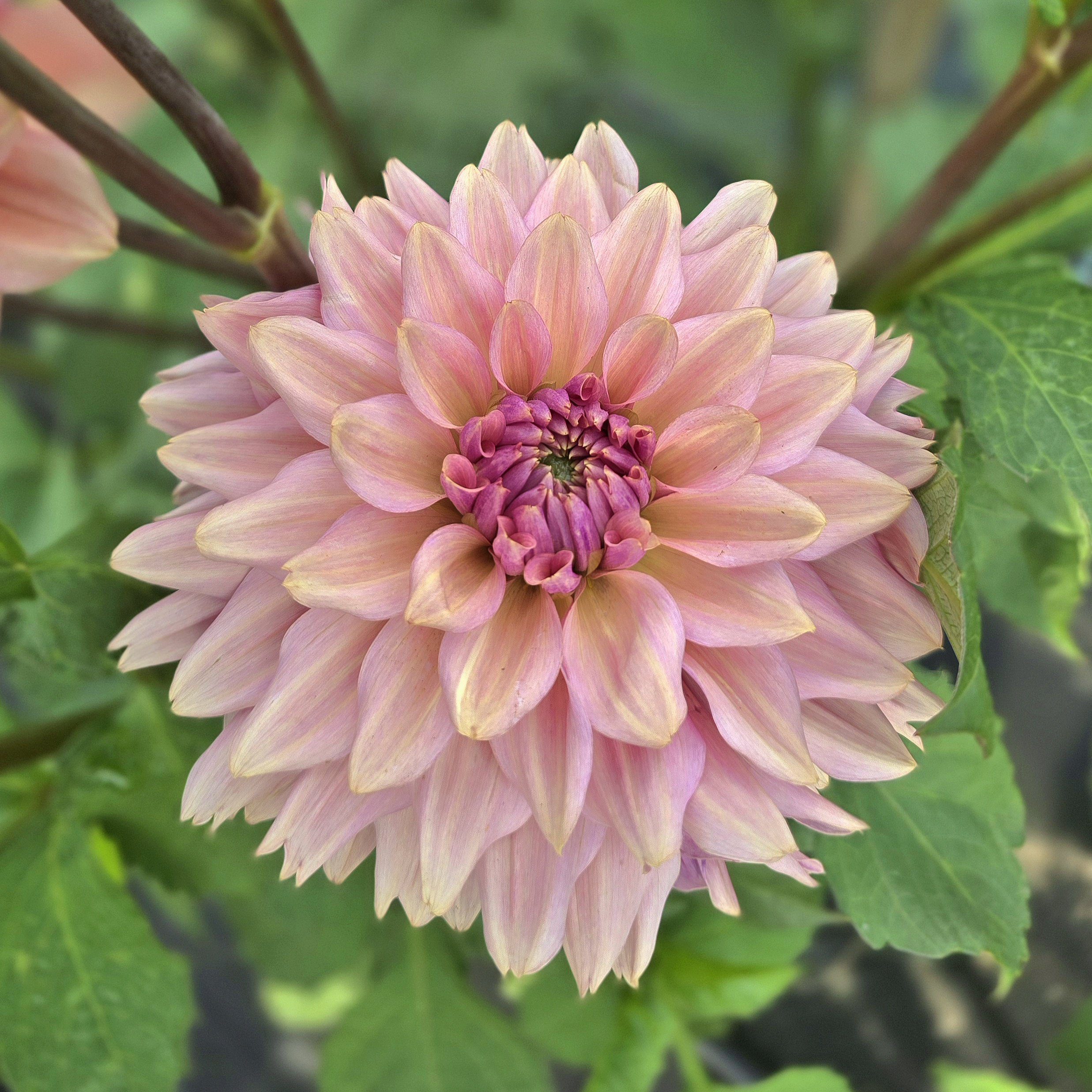 La Belle Epoque - obrazek 5