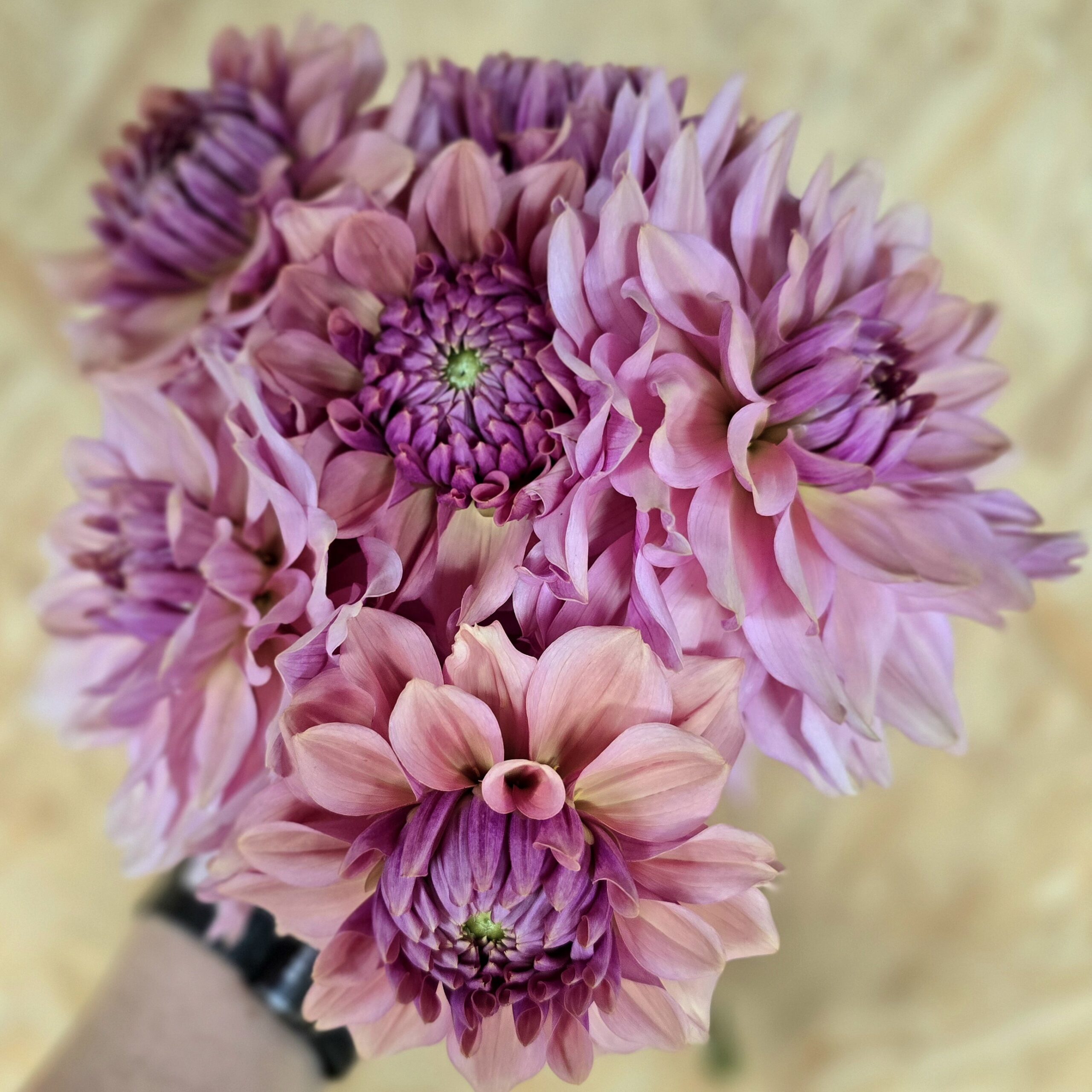 La Belle Epoque - obrazek 4