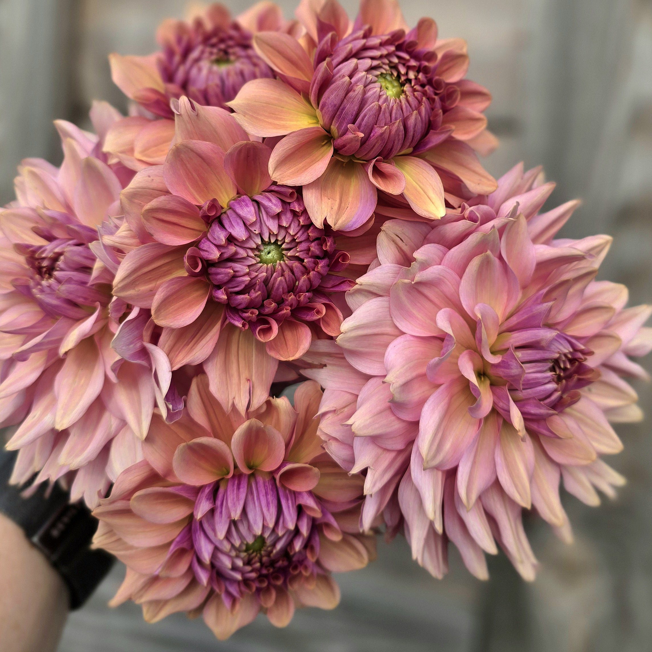 La Belle Epoque - obrazek 3