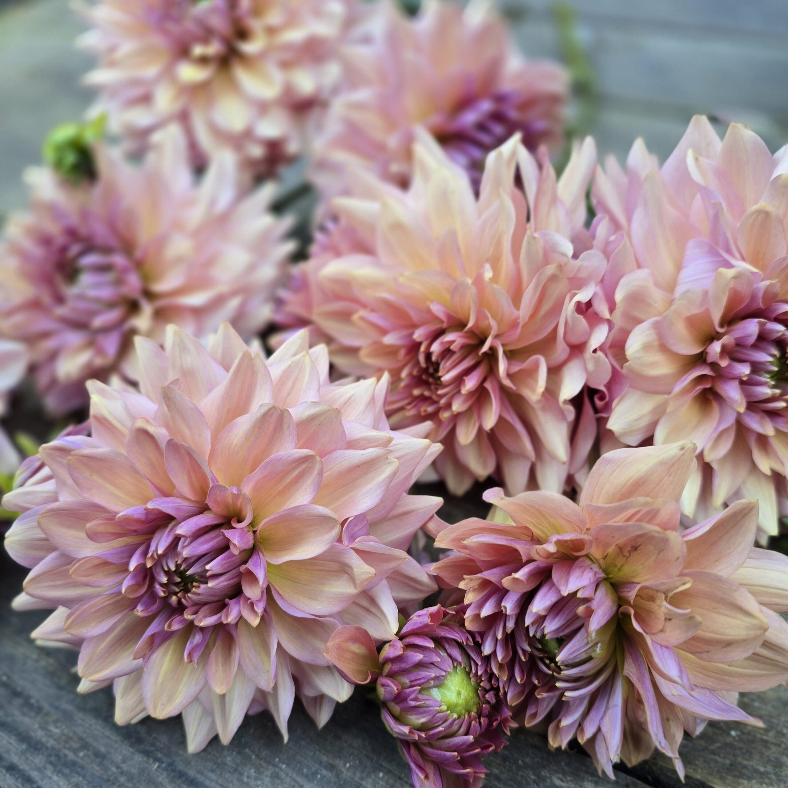 La Belle Epoque - obrazek 6