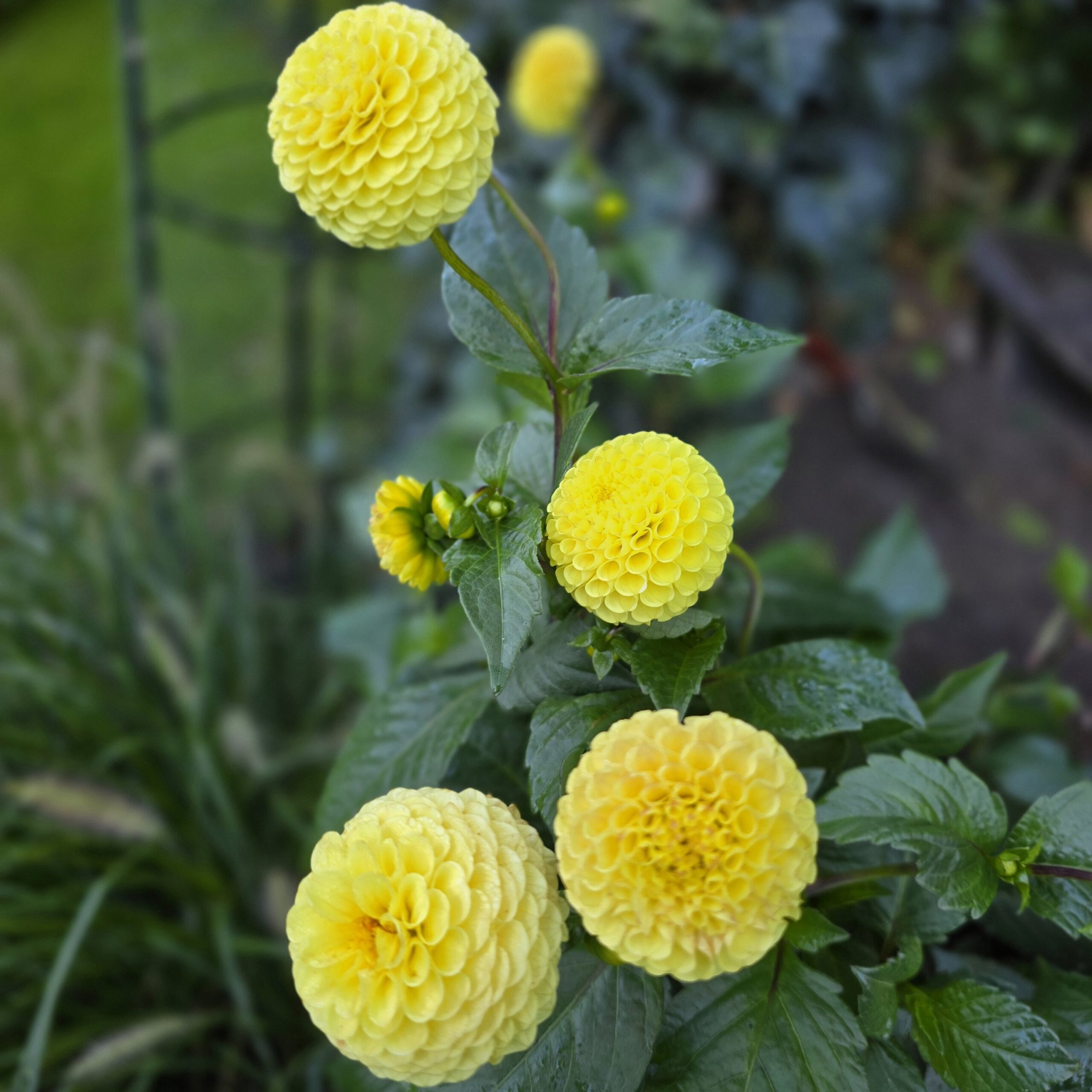 Buttercup - obrazek 4