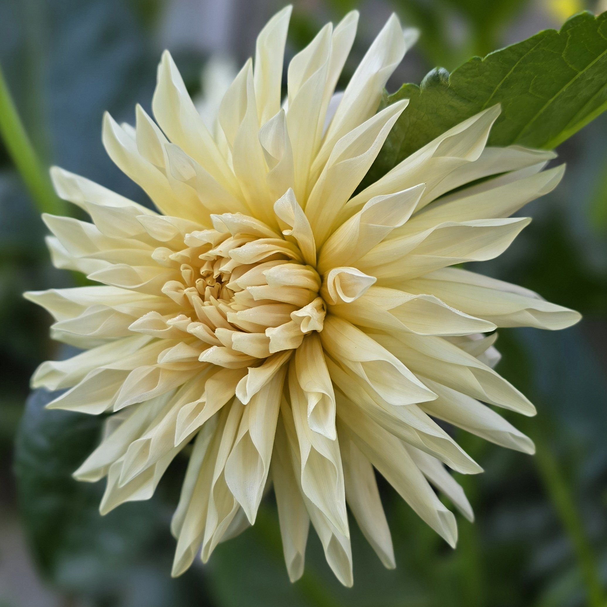 Cafe de Paris - obrazek 4