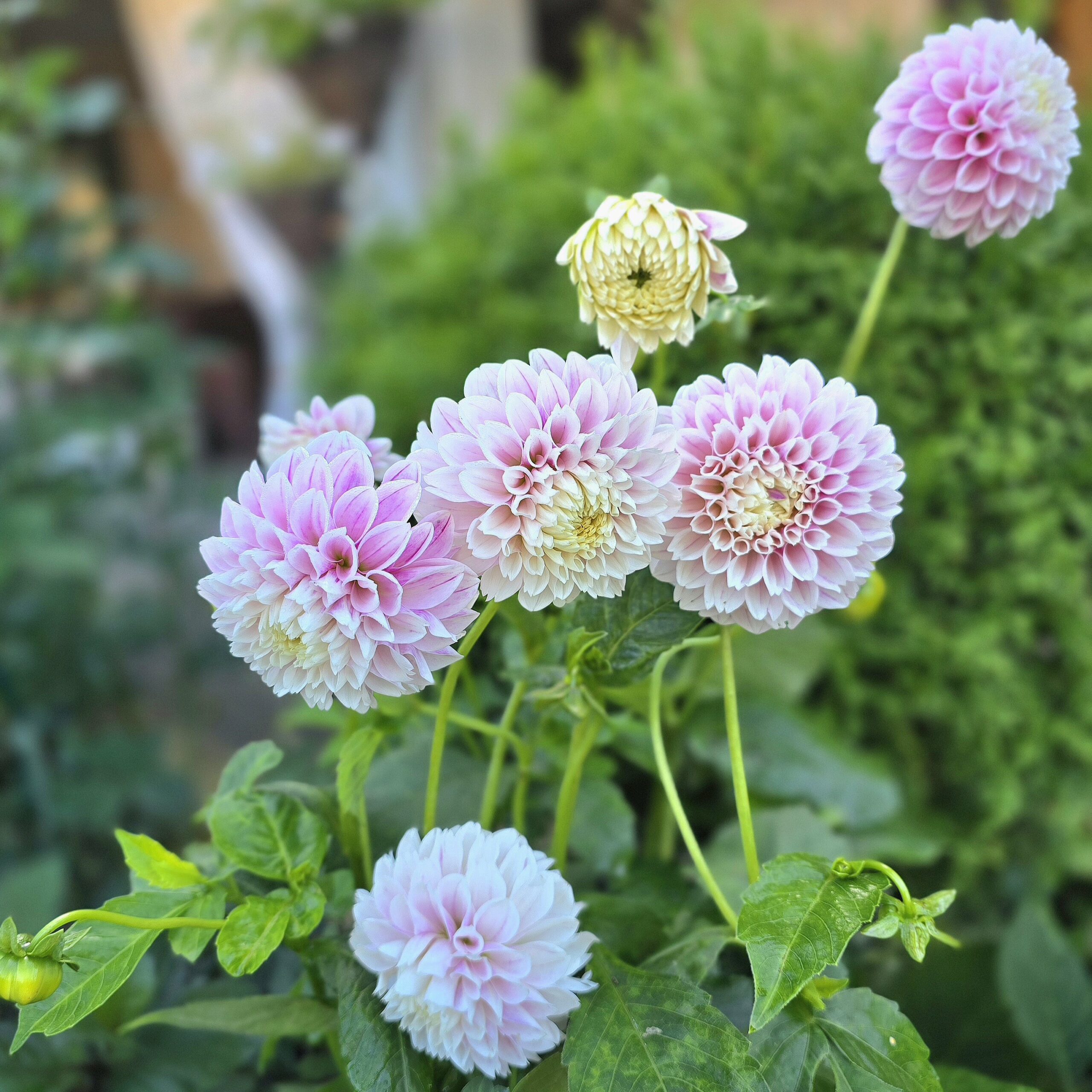 Marshmellow Baby - obrazek 5