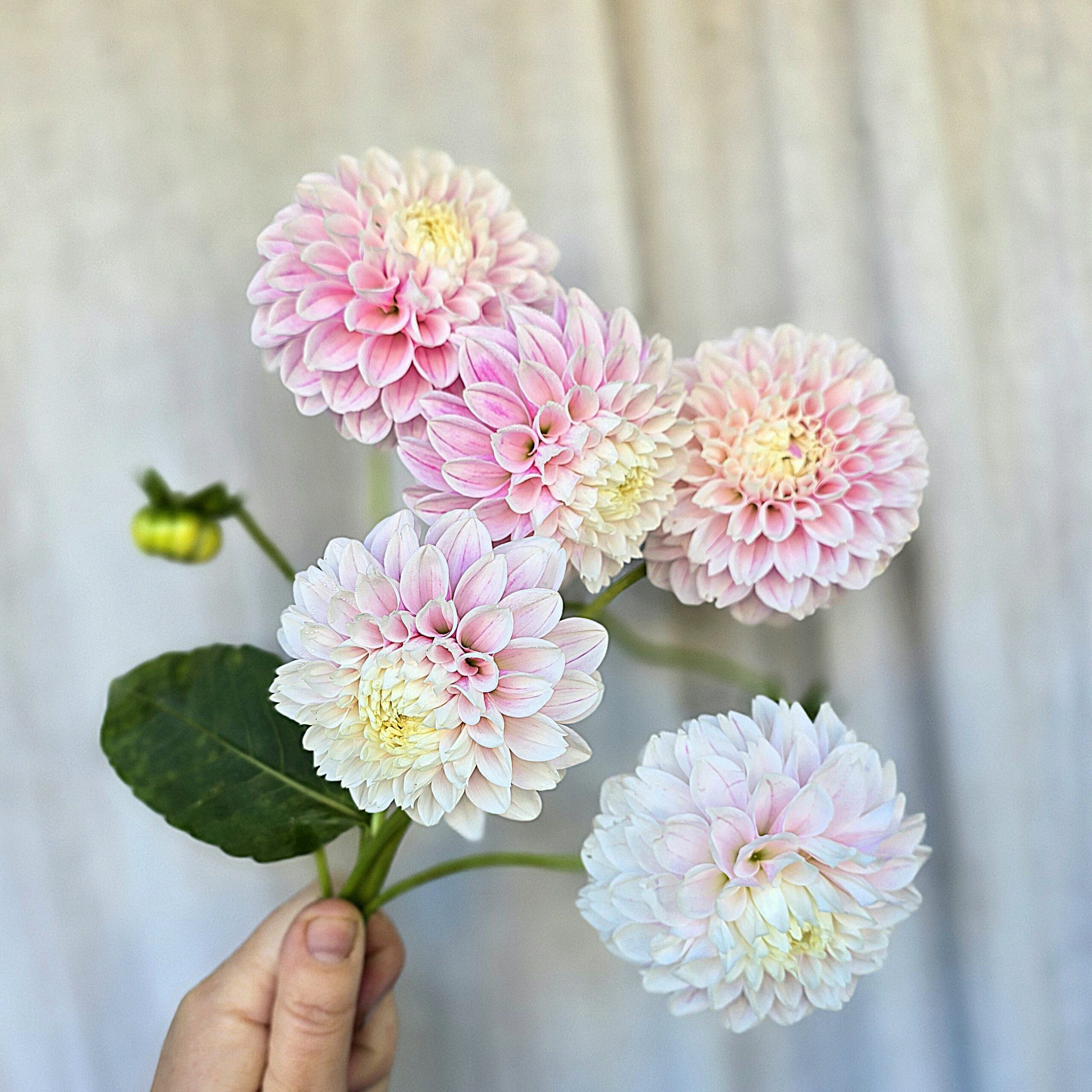 Marshmellow Baby - obrazek 3