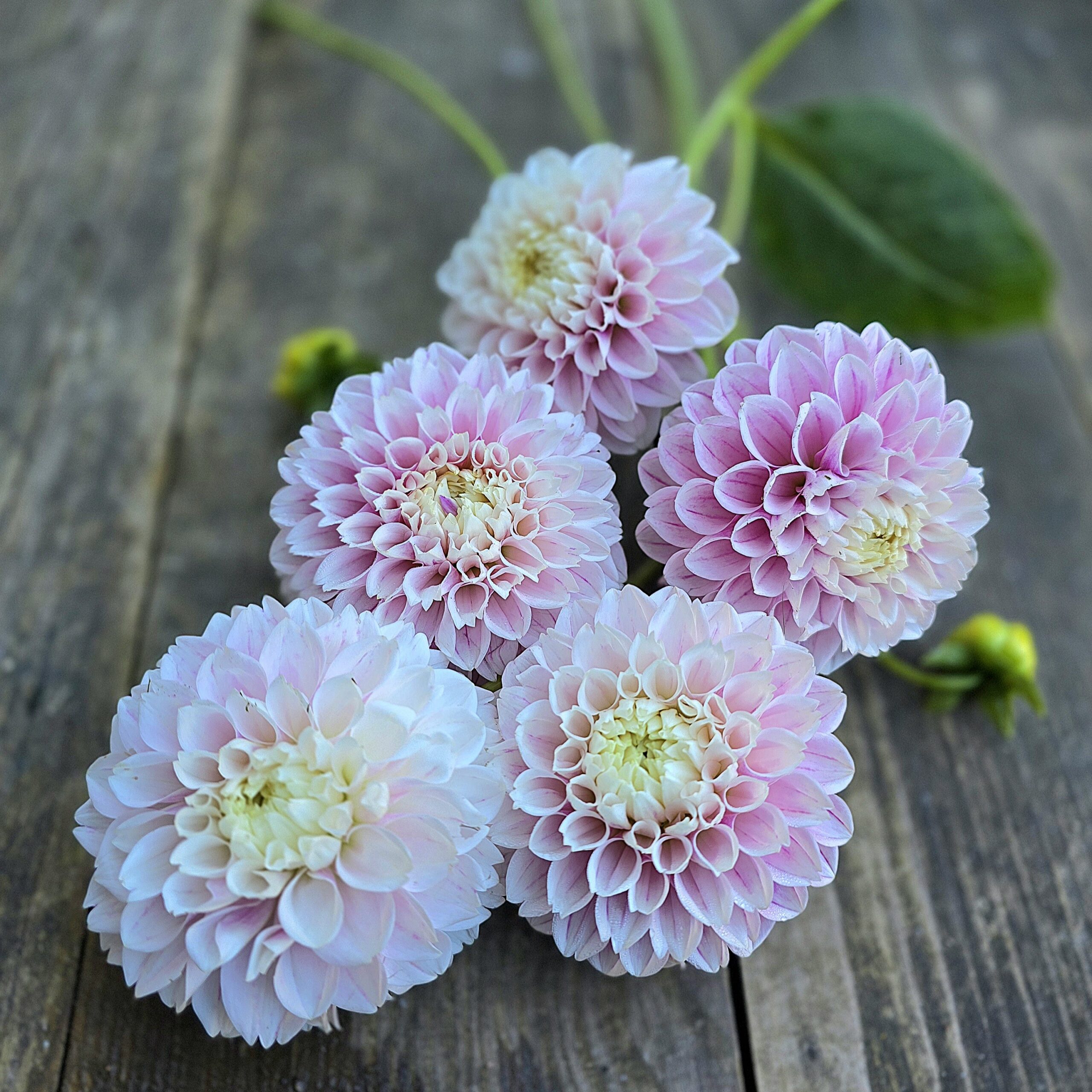 Marshmellow Baby - obrazek 4