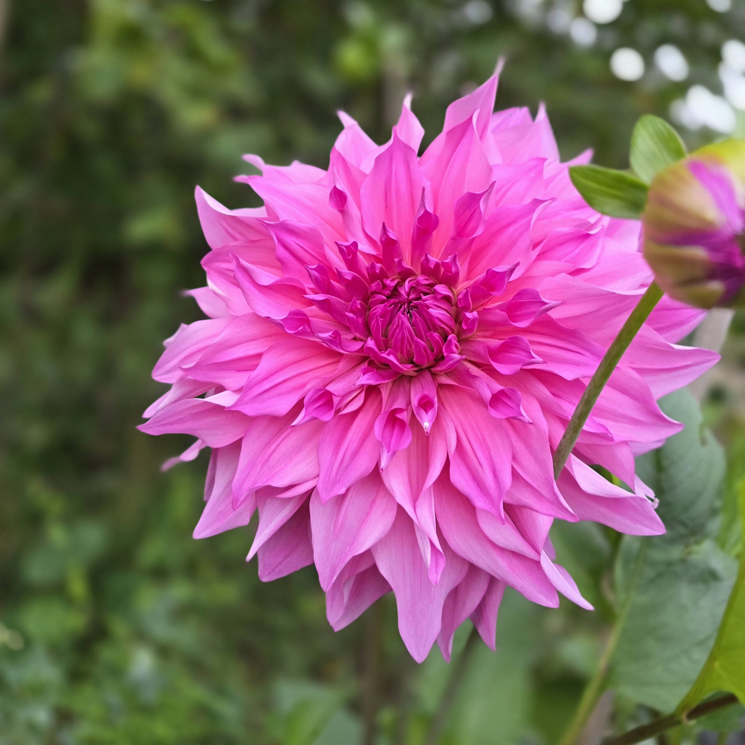 Cafe au Lait Rose - obrazek 5