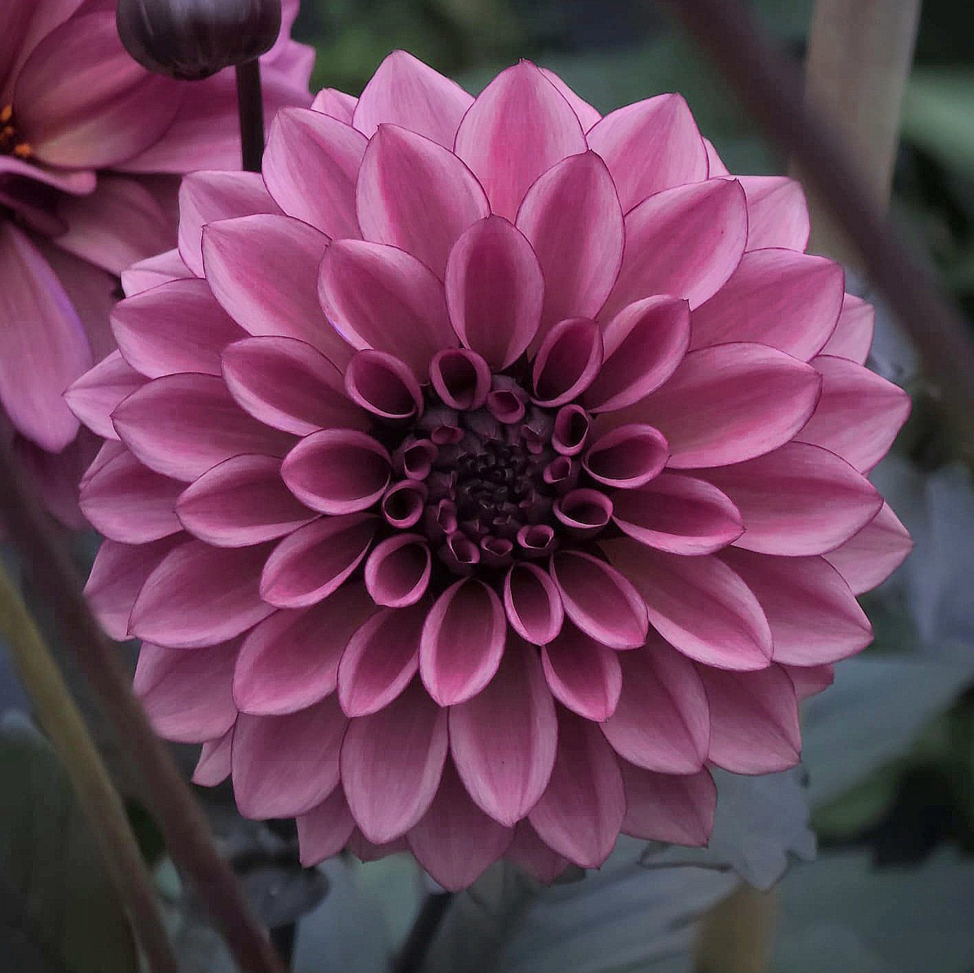 Night Silence - obrazek 4