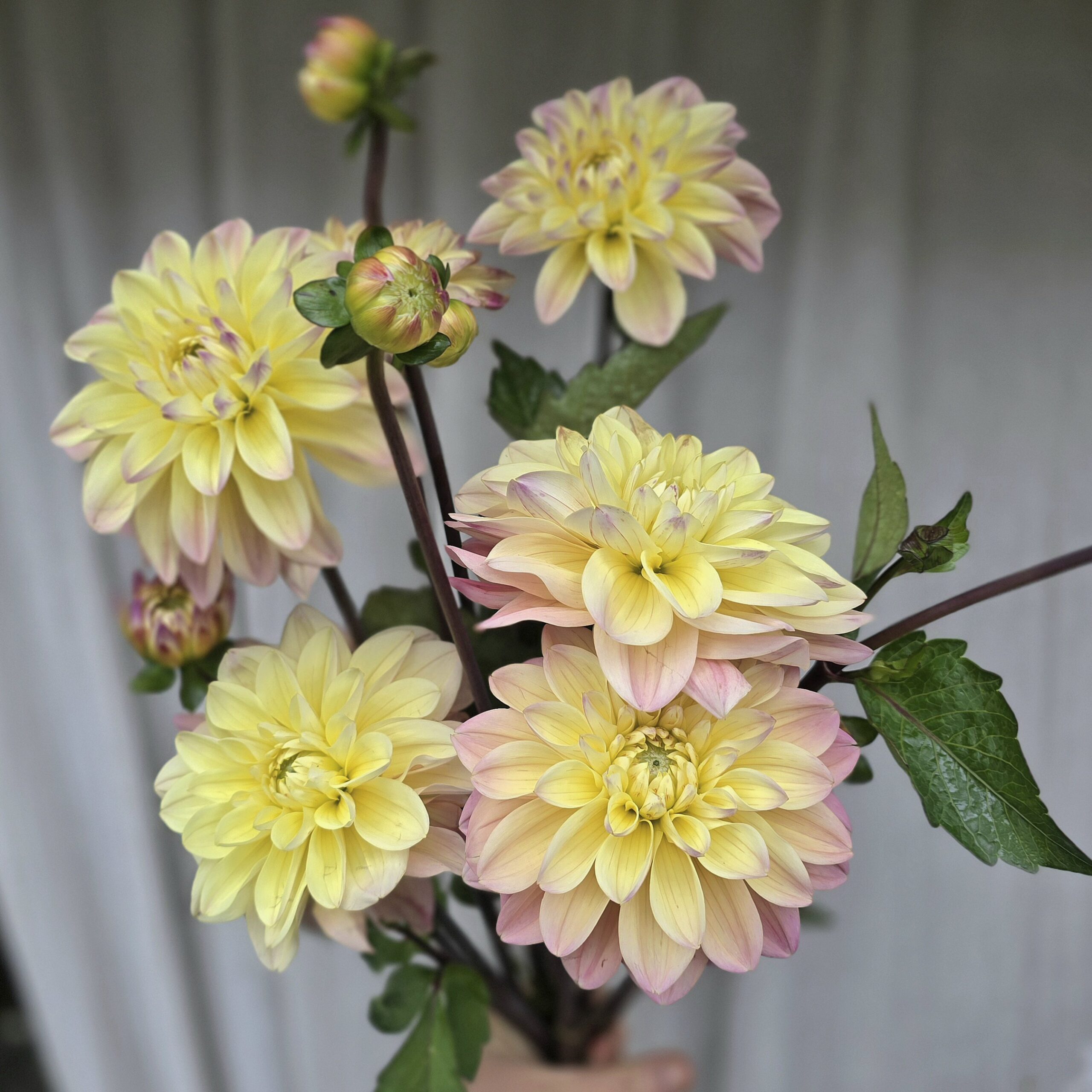 Mondriaan - obrazek 3