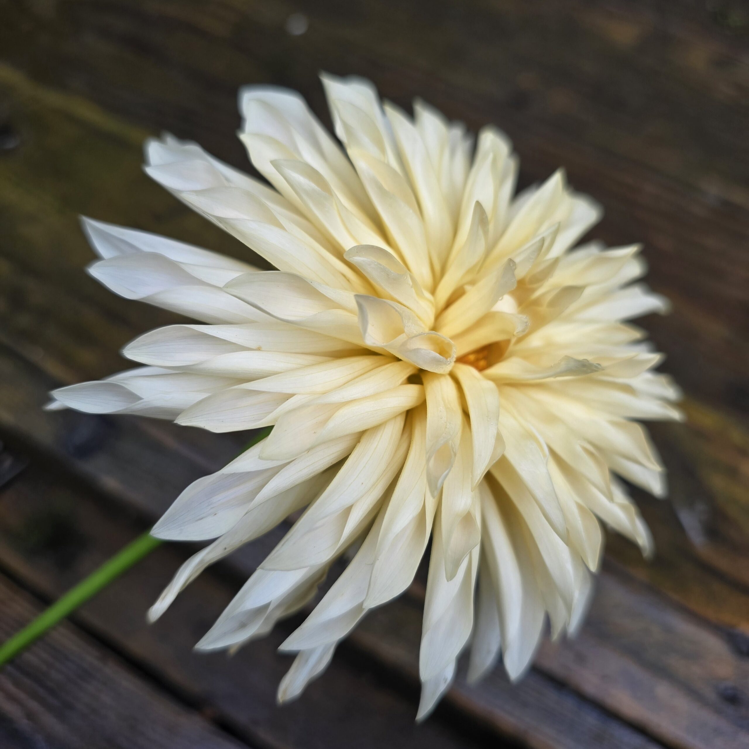 Cafe de Paris - obrazek 3