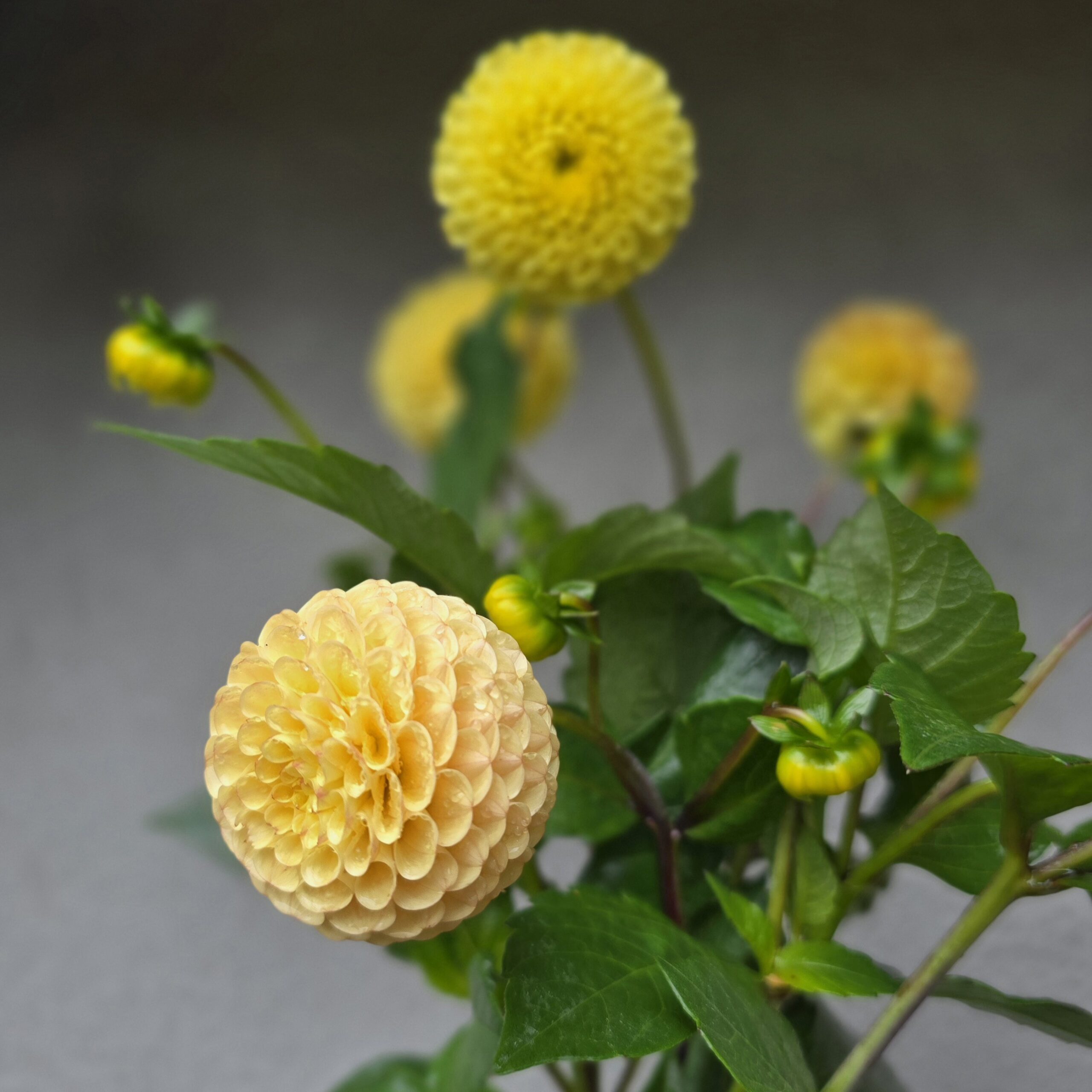 Buttercup - obrazek 3