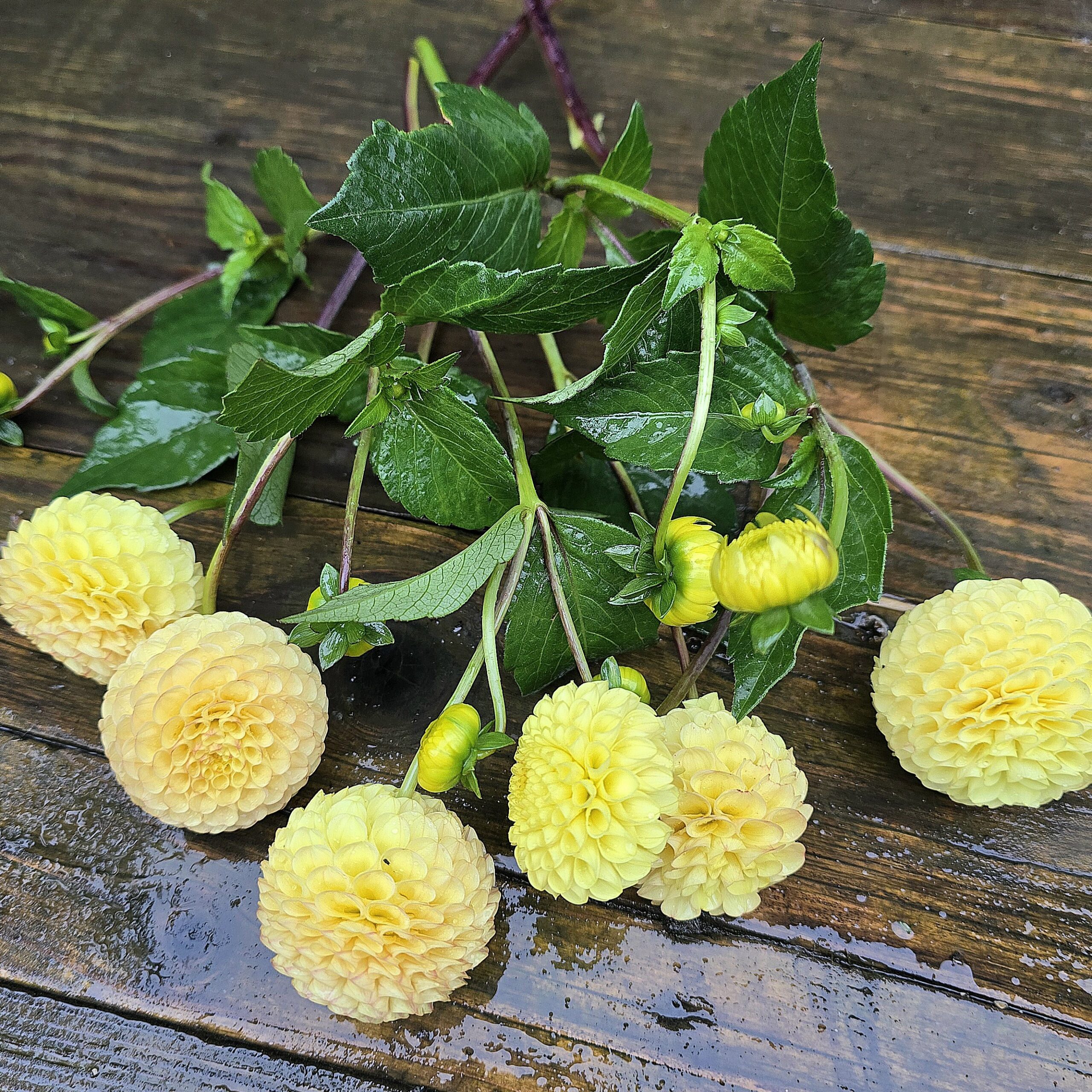 Buttercup - obrazek 6