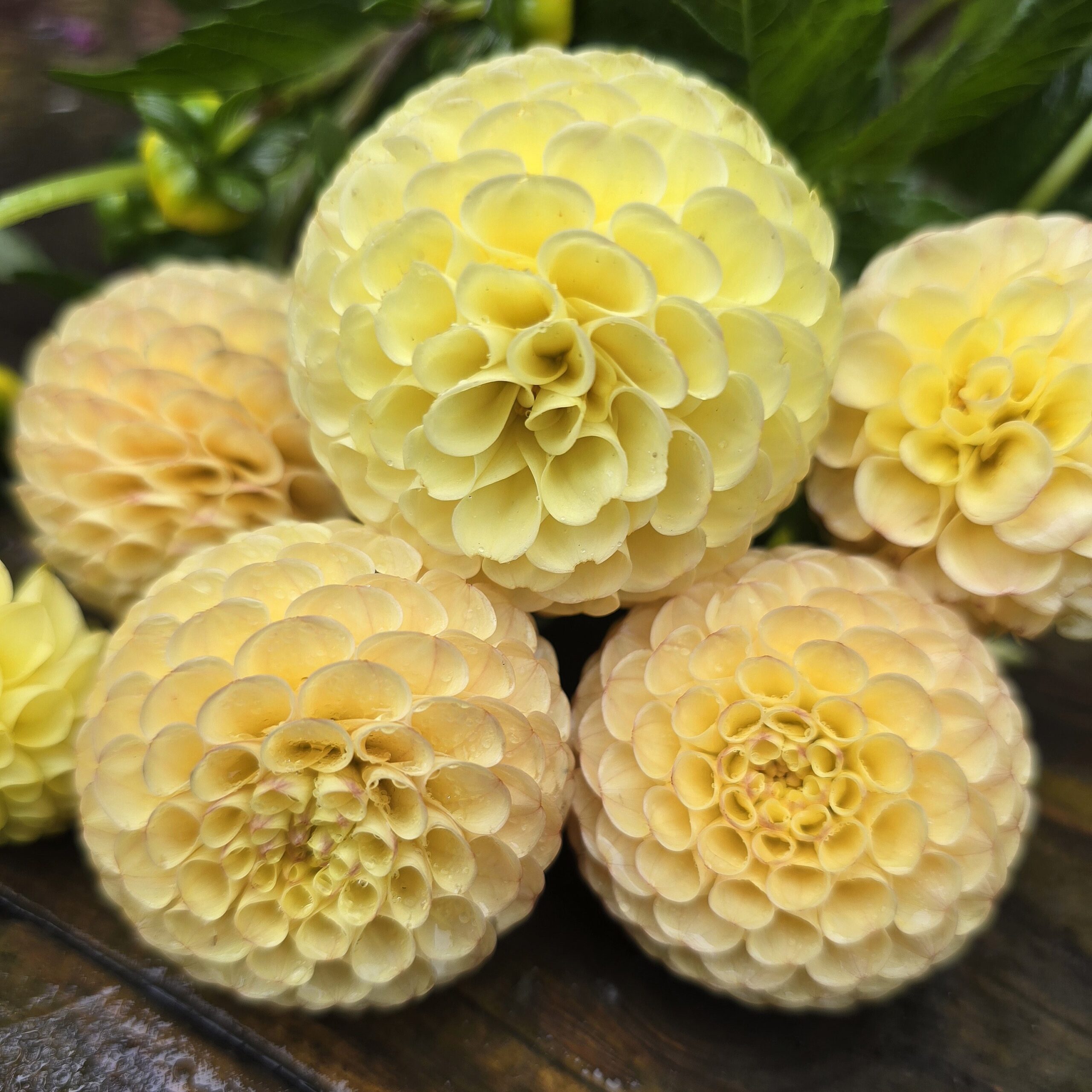 Buttercup - obrazek 5