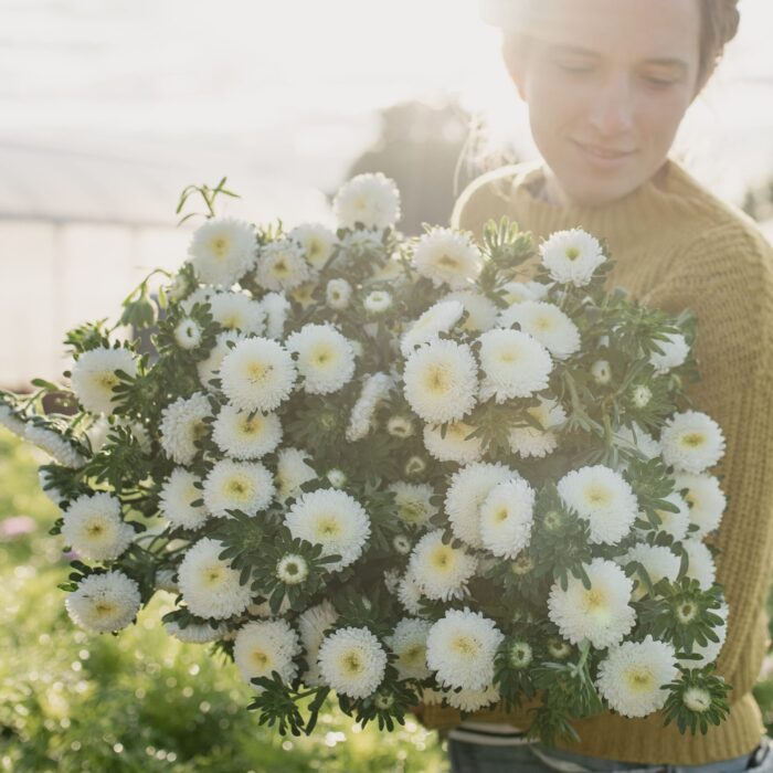 Aster Bonita White