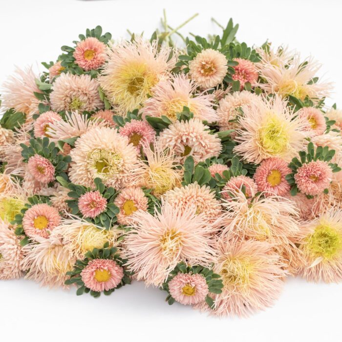 Aster Light Apricot Peach Mix - obrazek 3