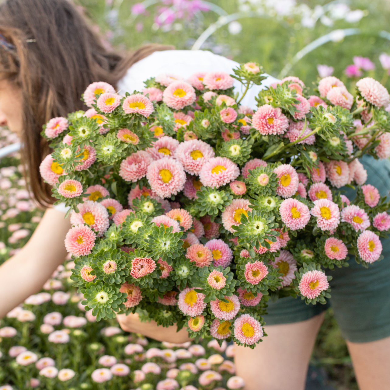 Aster Matsumoto Apricot Loukykvet Eva W Ogrodzie