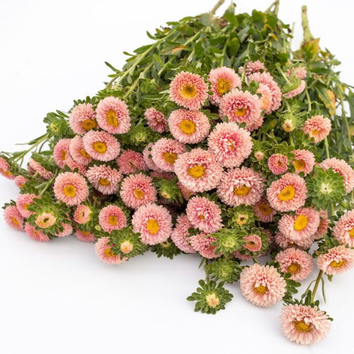 Aster Matsumoto Apricot - obrazek 2