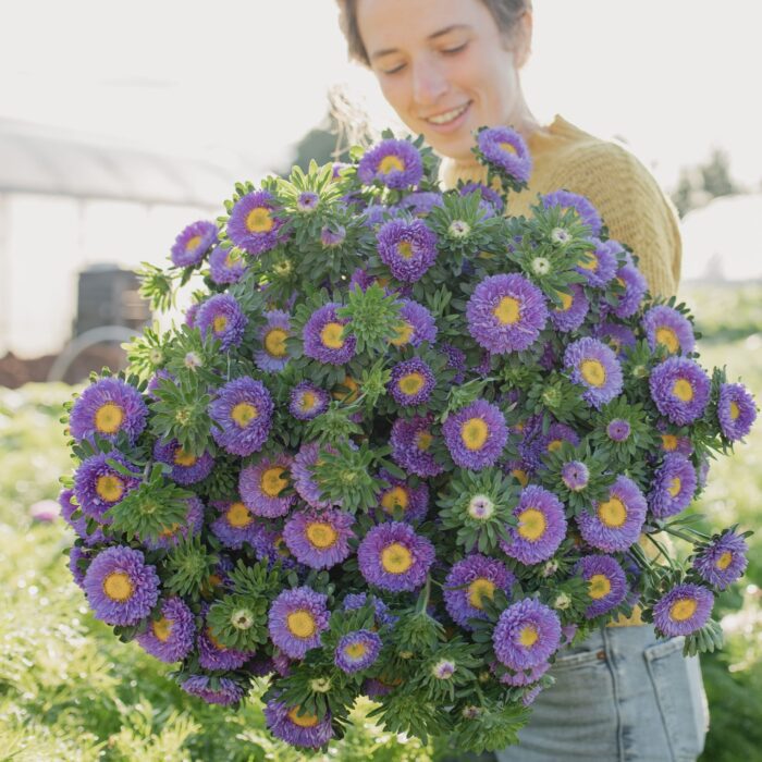 Aster Matsumoto Light Blue