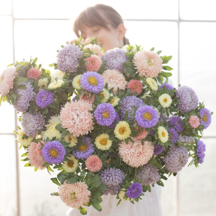 Aster Pastel Mix