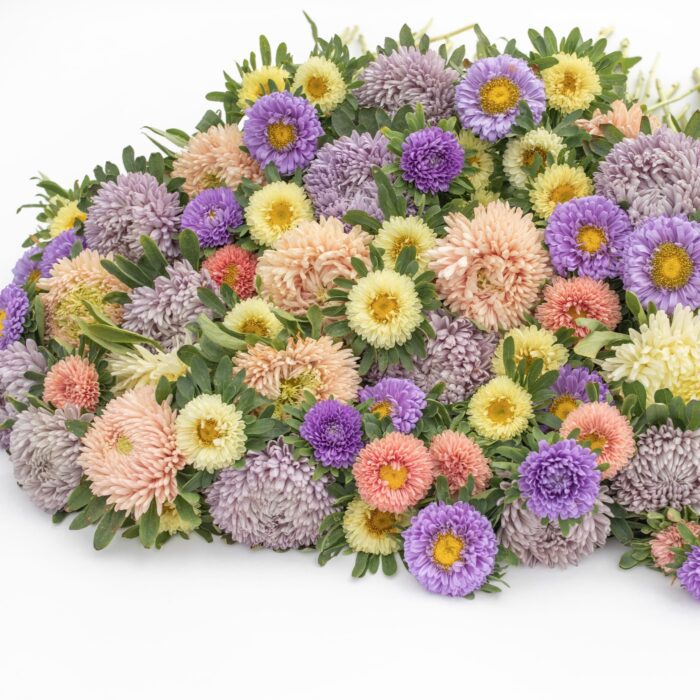 Aster Pastel Mix - obrazek 3